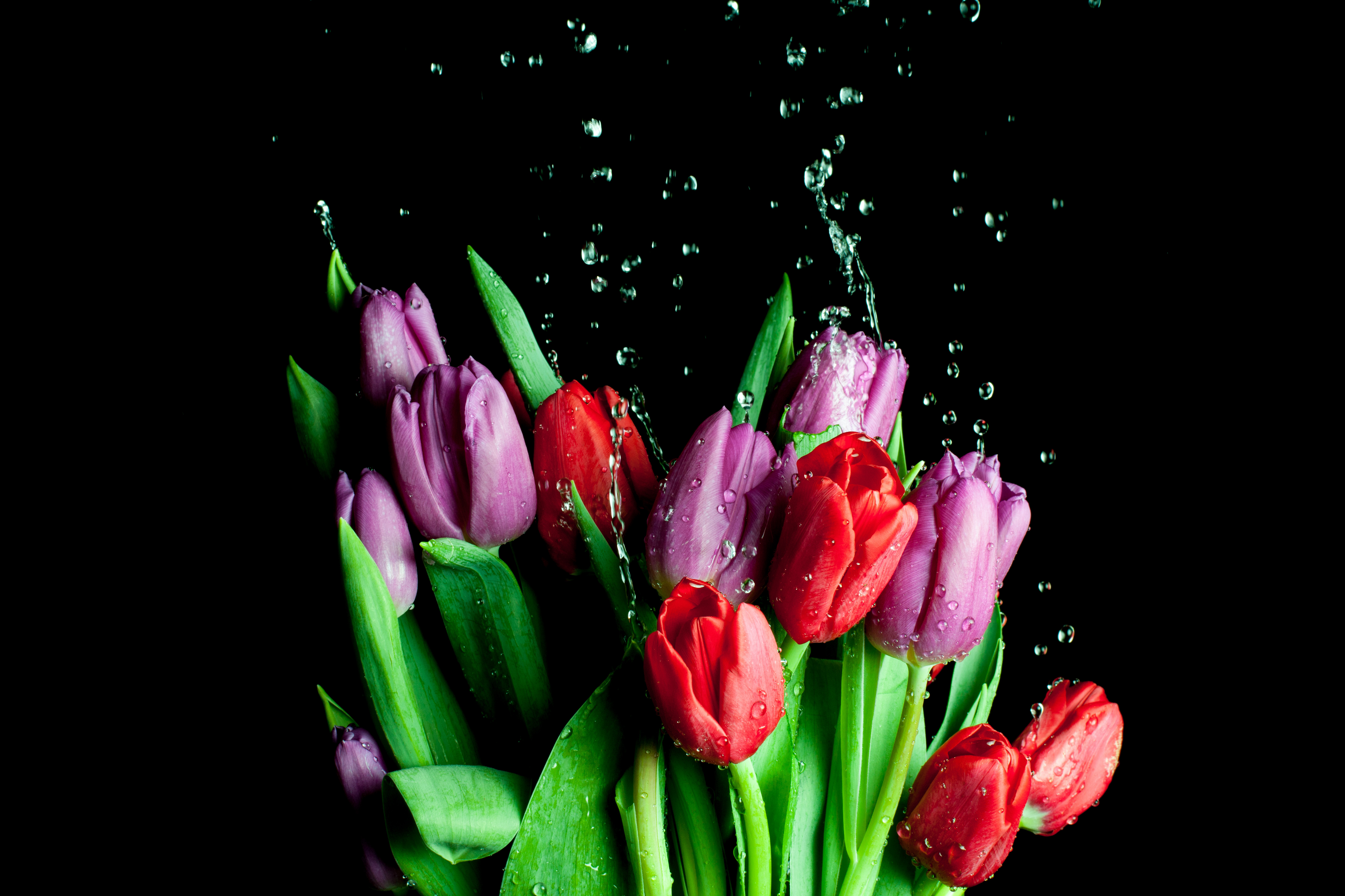 Фото бесплатно тюльпан, чёрный фон, тюльпаны