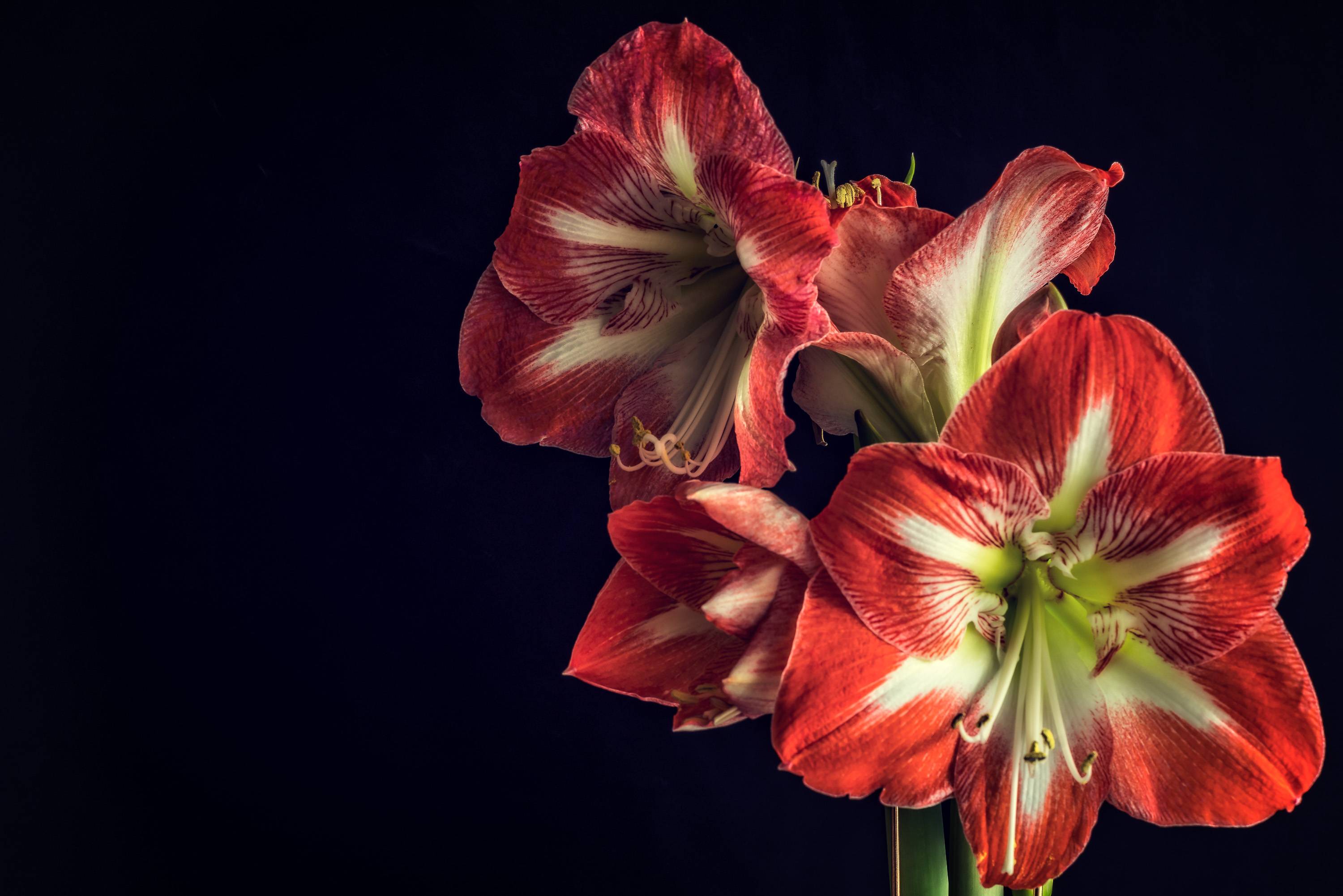 Обои Цветок амариллис цветы на рабочий стол