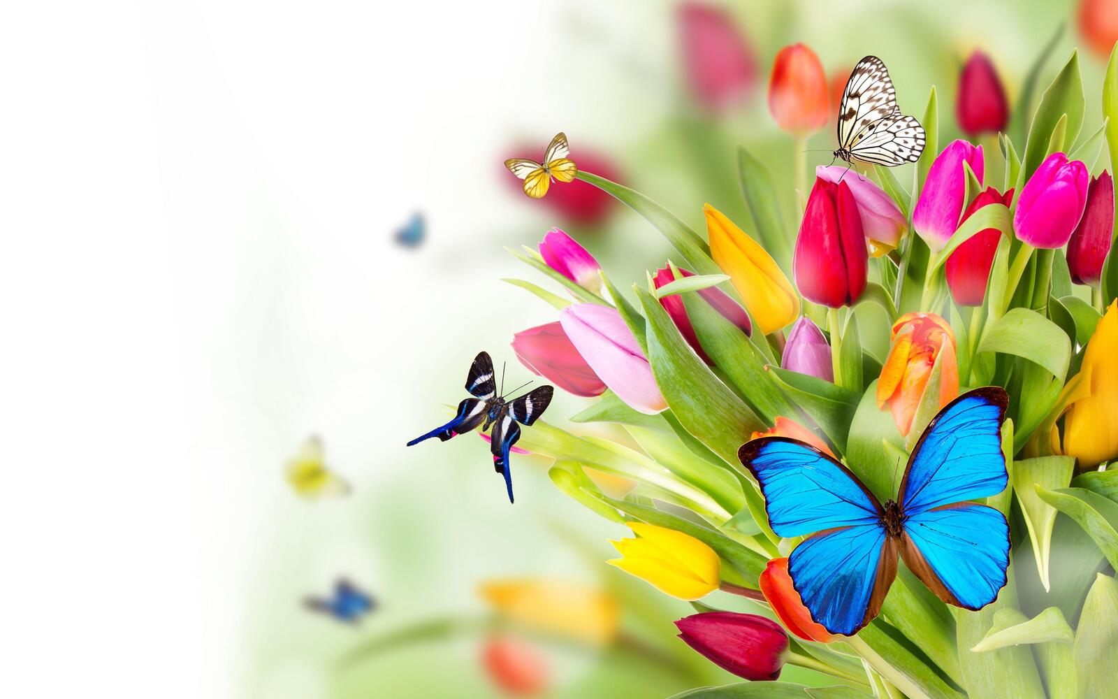 Wallpapers flora tulips butterflies on the desktop