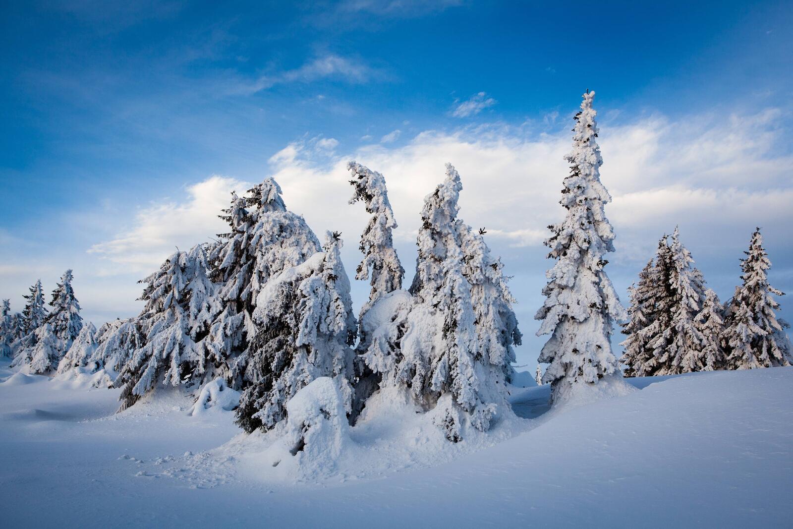 Wallpapers snowdrifts nature winter forest on the desktop