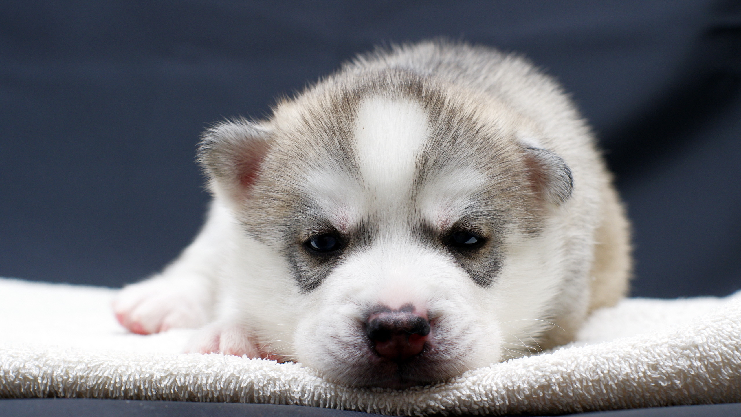 Wallpapers Husky puppy face on the desktop
