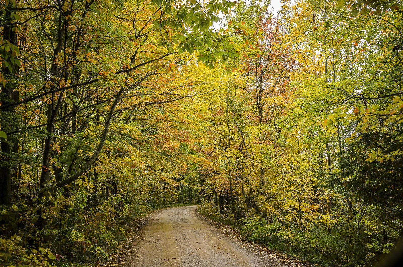 Wallpapers landscapes autumn forest dirt road on the desktop