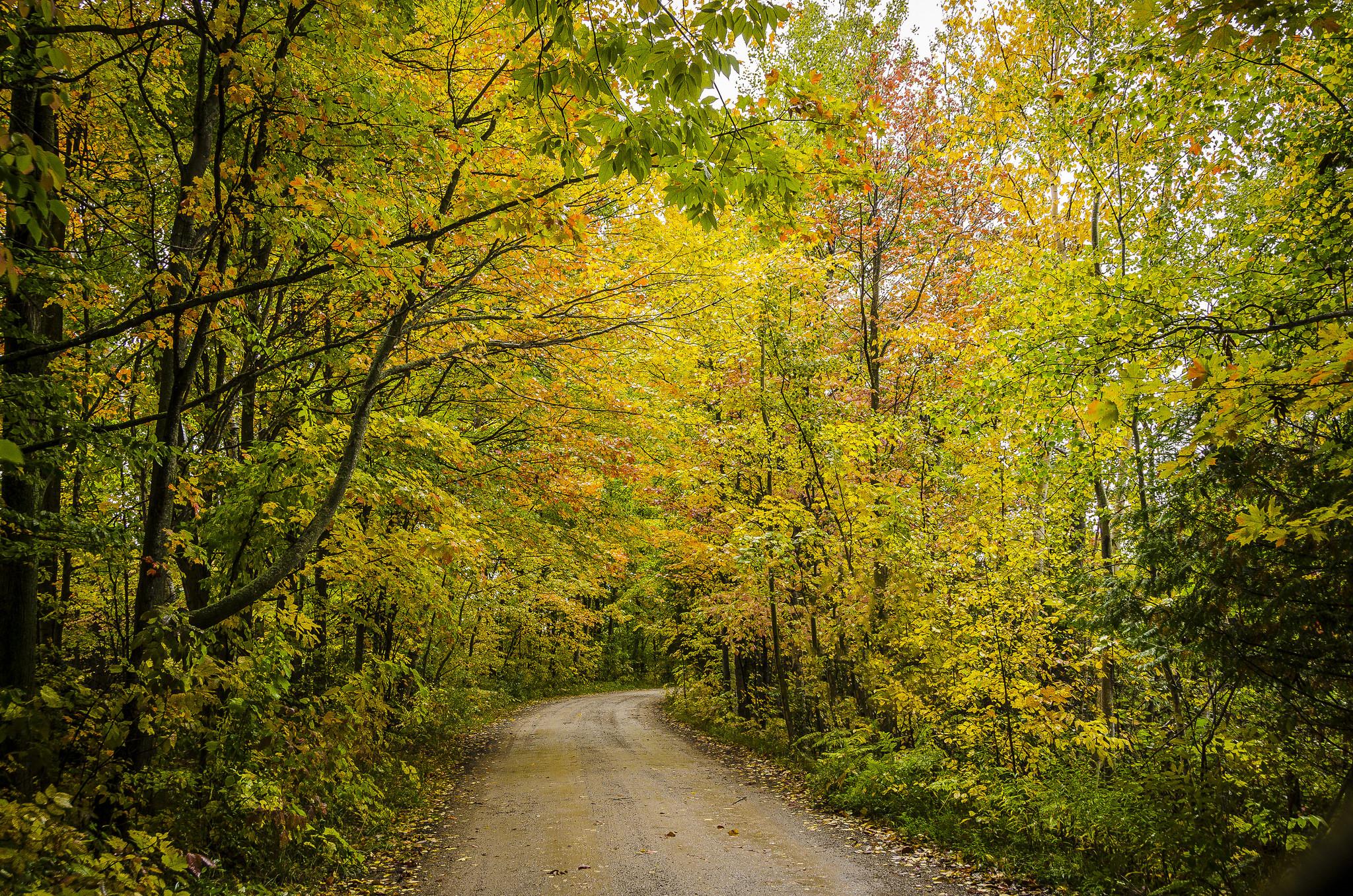 Photo free landscapes, autumn forest, dirt road
