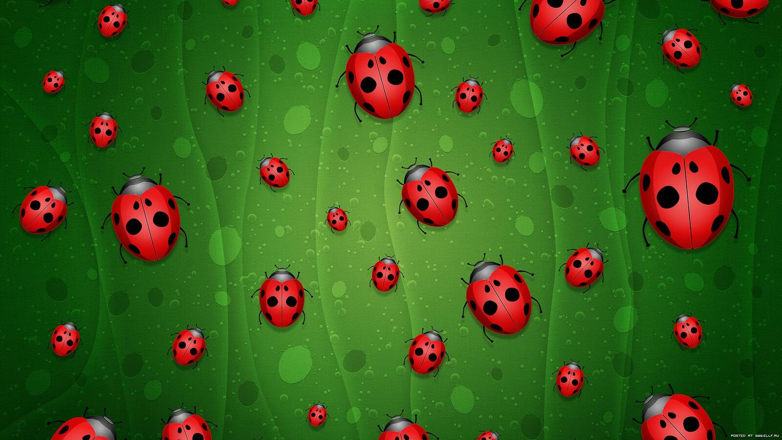 Wallpapers ladybugs green background on the desktop