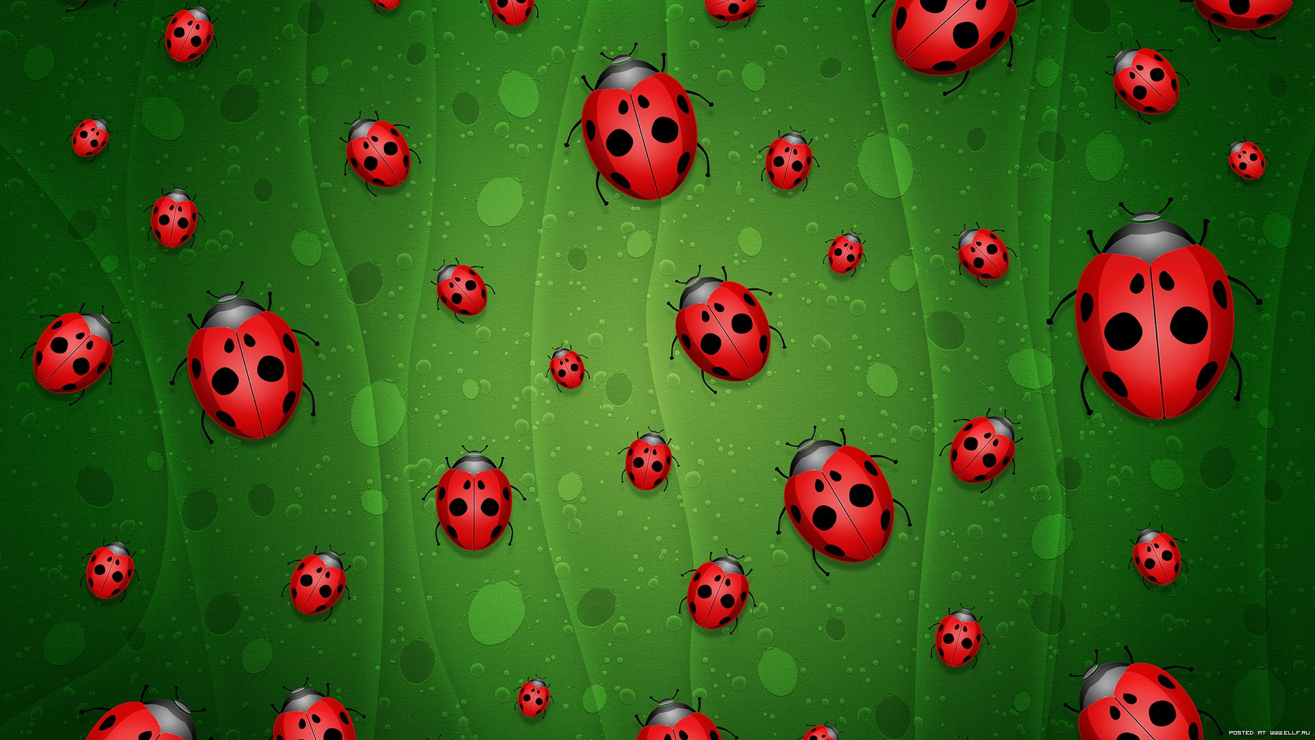 Wallpapers ladybugs green background on the desktop