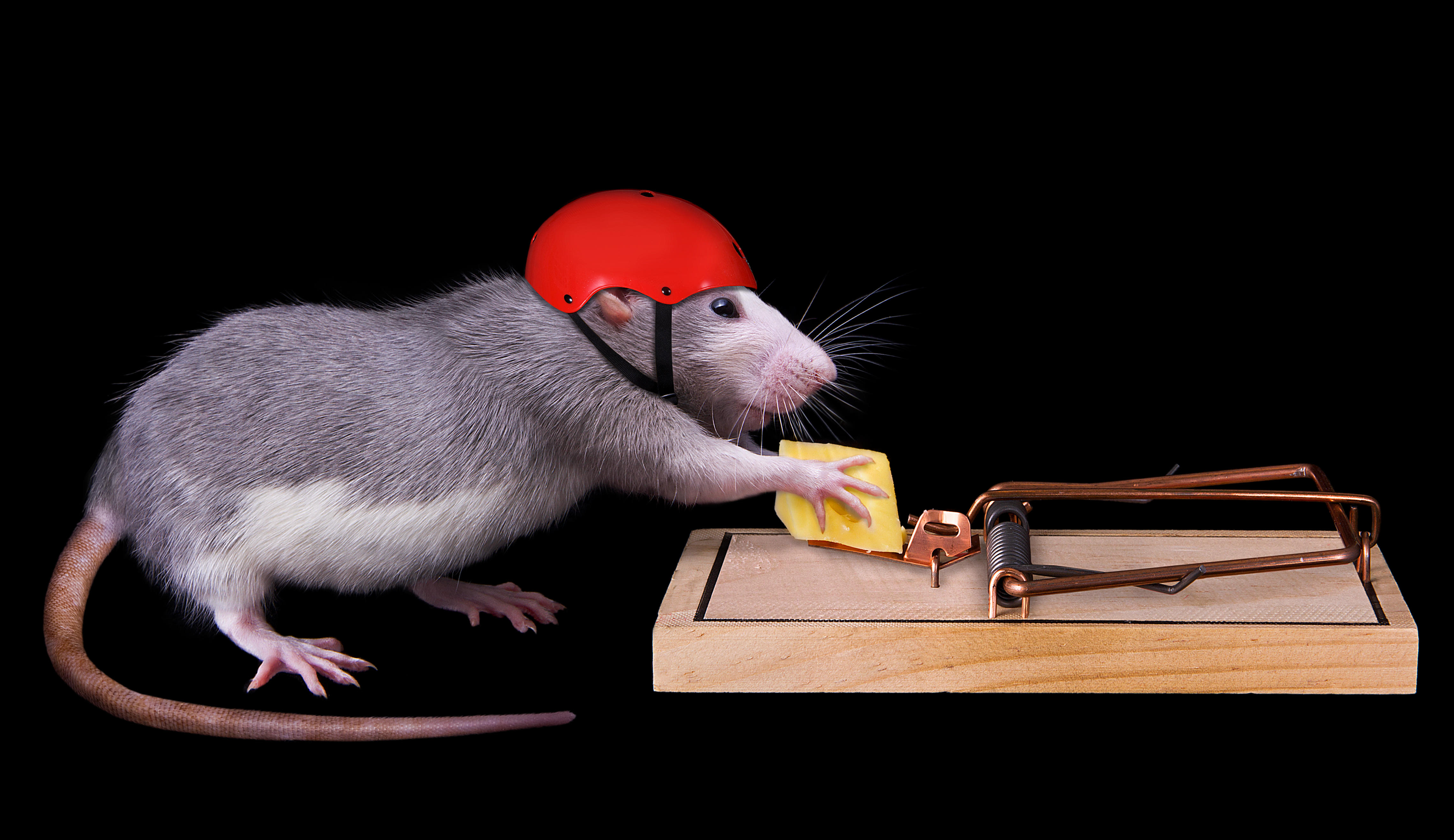 Wallpapers rat cheese humor on the desktop