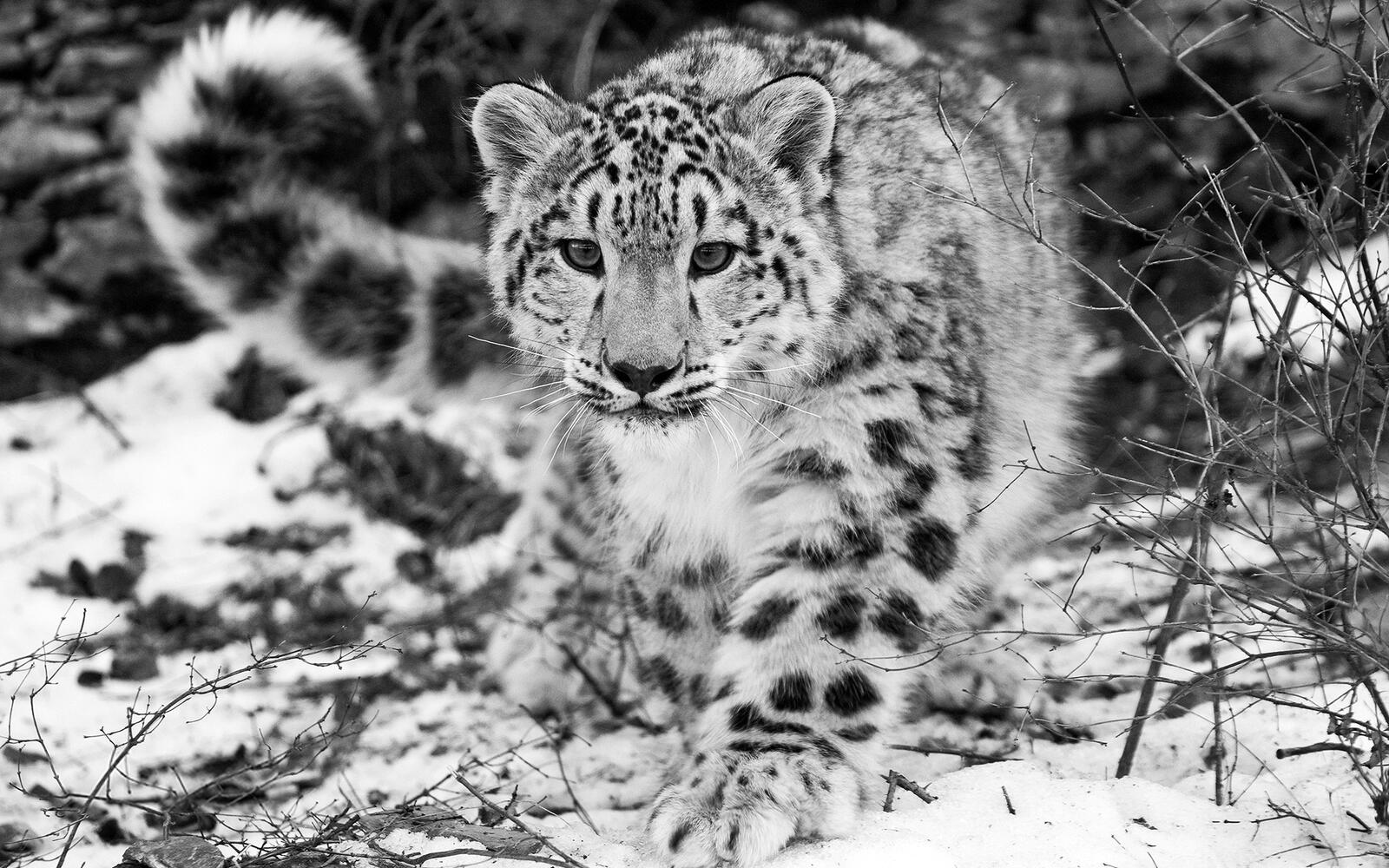 Wallpapers snow leopard muzzle paws on the desktop