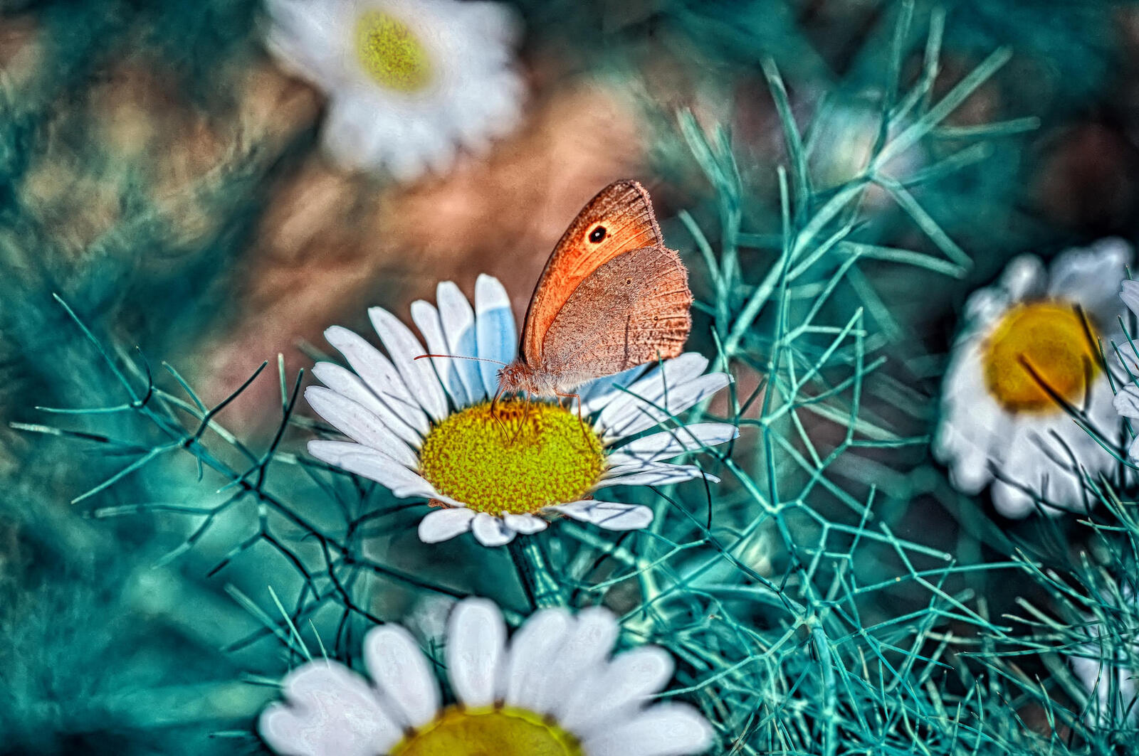 Обои бабочка на цветке крылья бабочки цветок на рабочий стол