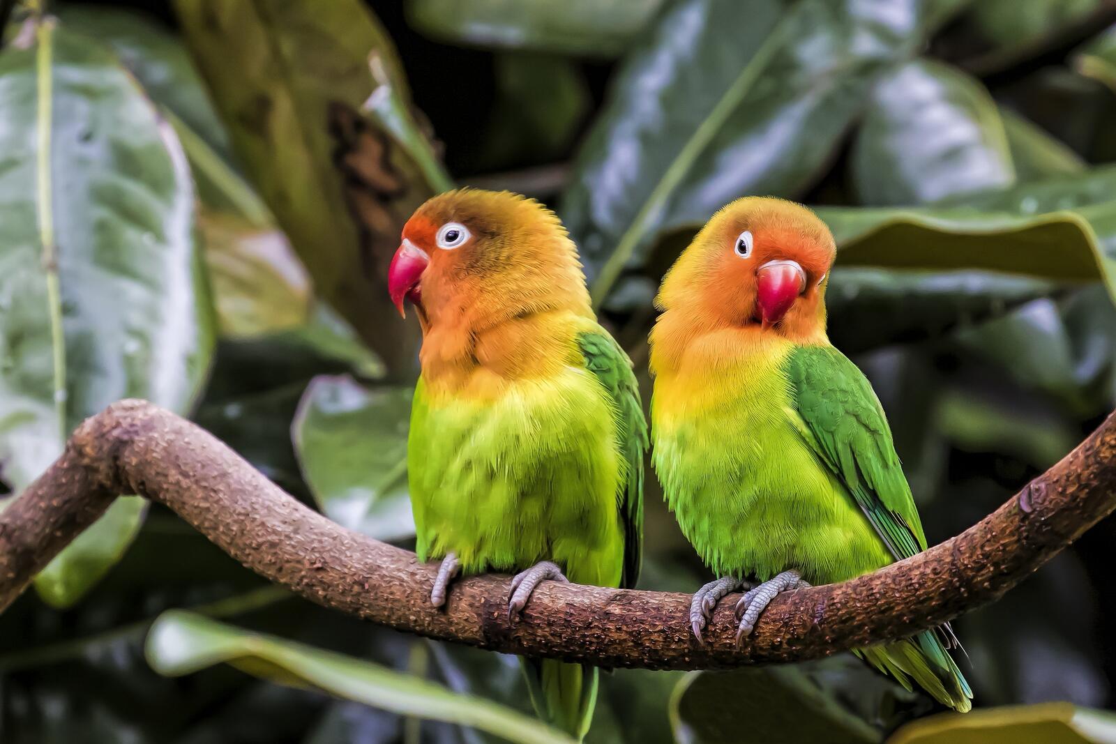 Wallpapers Parrots Lovebirds birds on the desktop
