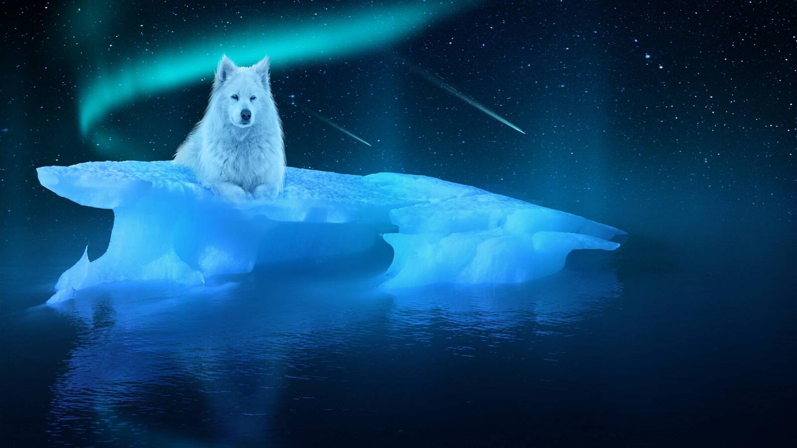 Обои ночь льдина белый волк на рабочий стол