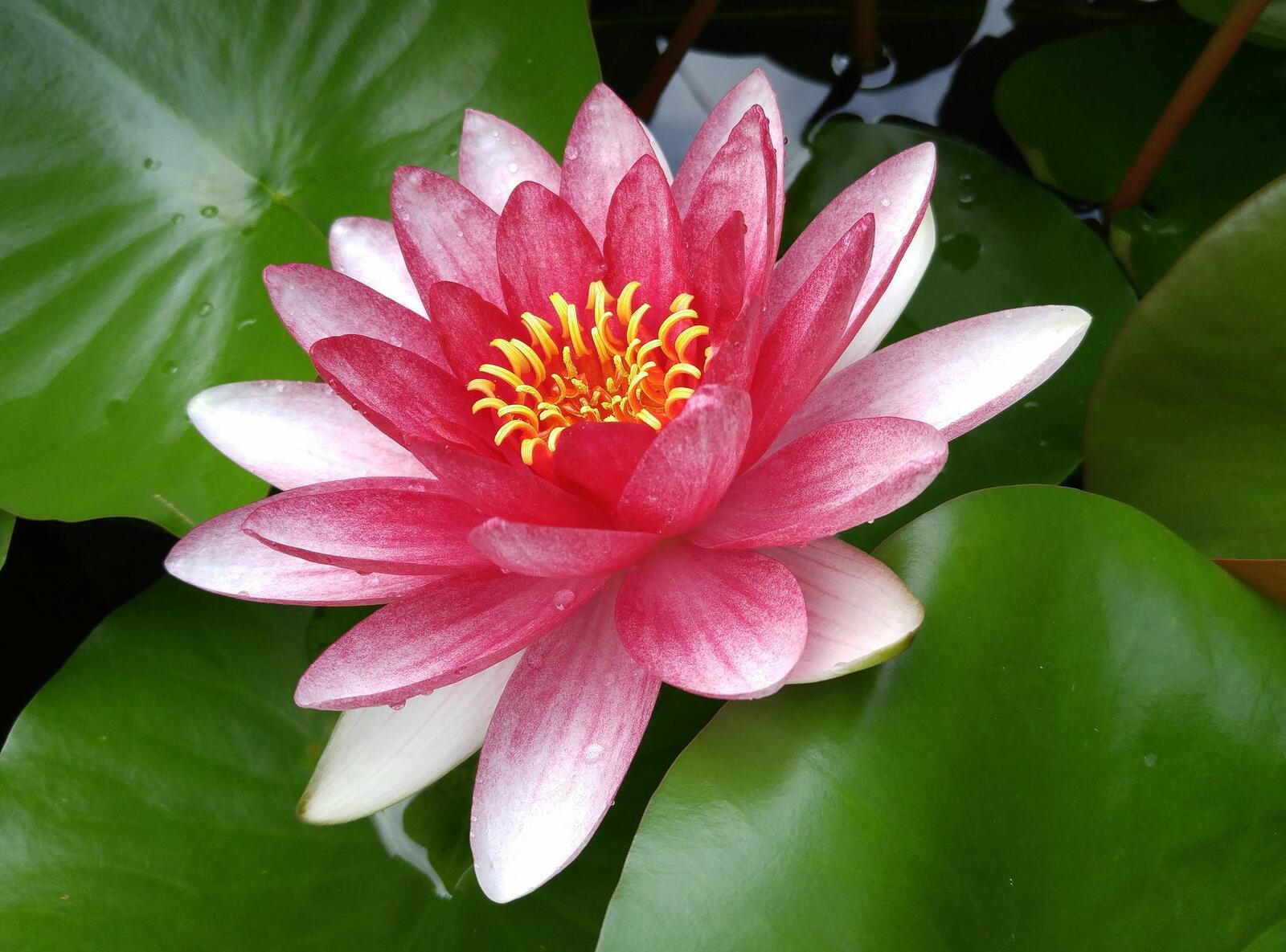 Wallpapers water lily red flower water-lilies on the desktop