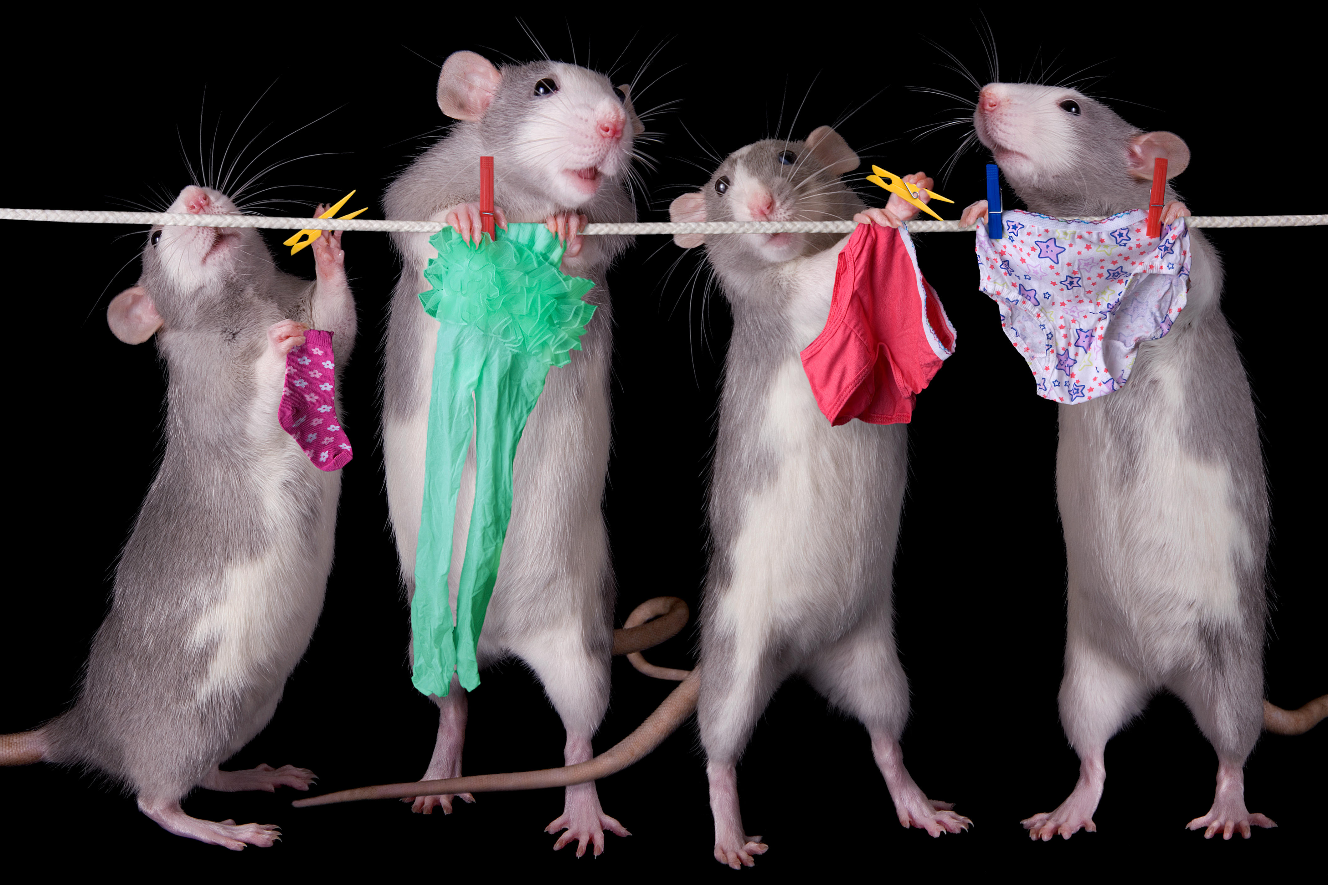 Wallpapers rats linen rope on the desktop