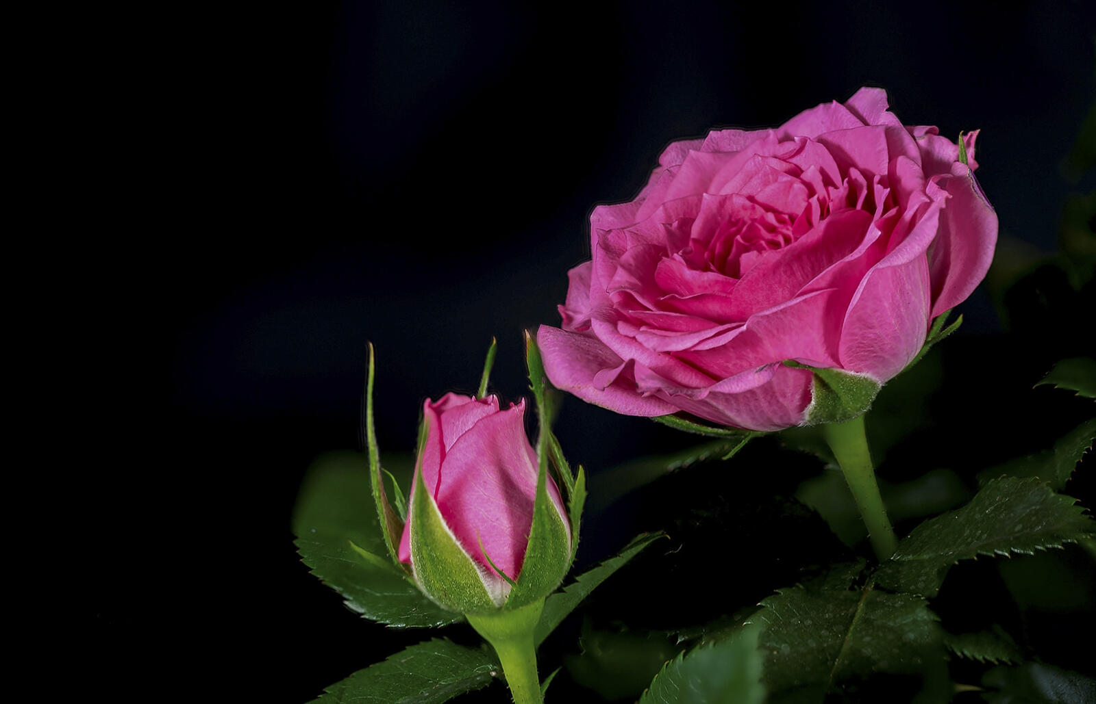 桌面上的壁纸玫瑰 粉红的花朵 黑色背景