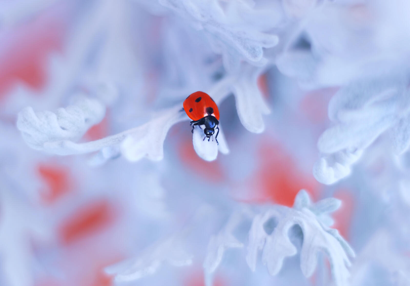 Wallpapers ladybug leaves white flowers on the desktop