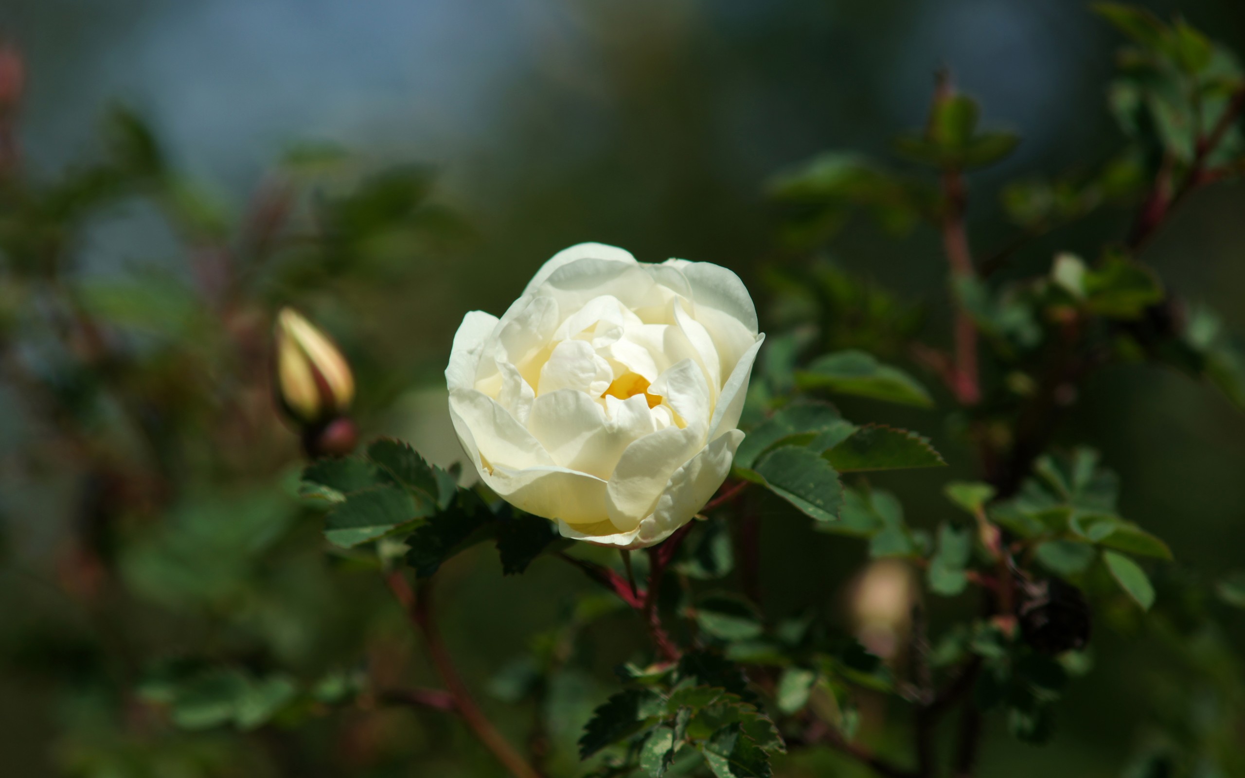 Белая роза на кусте скачать