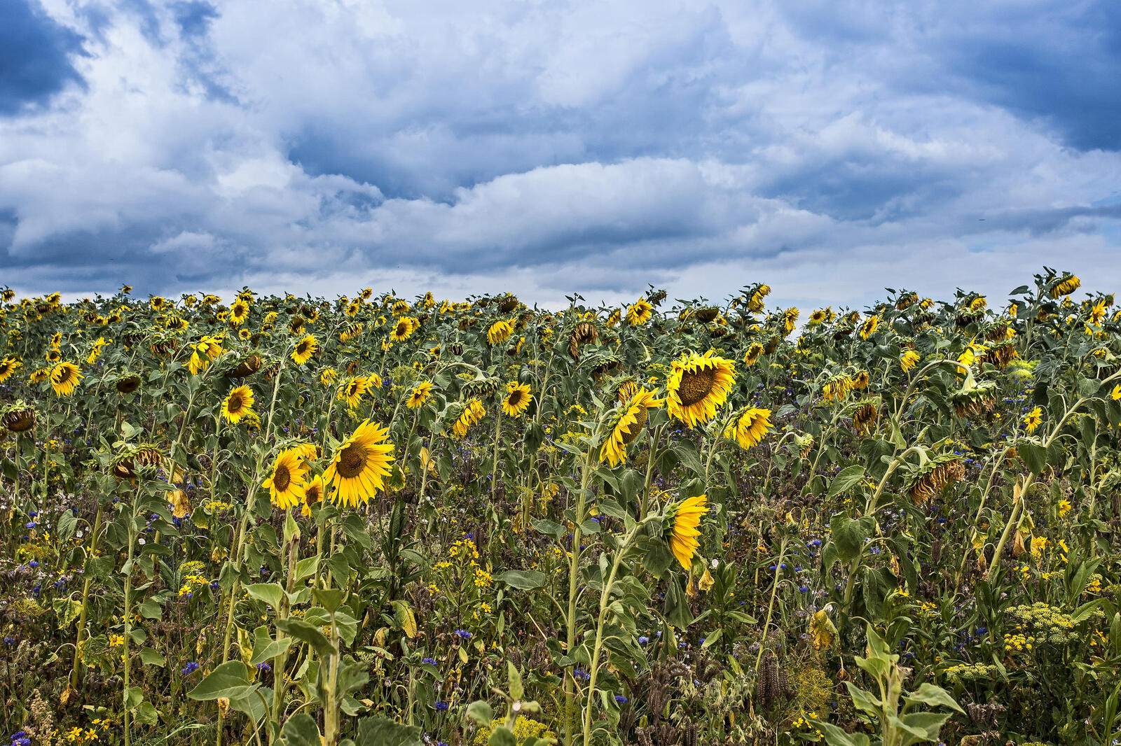 Wallpapers sunflower field large field field on the desktop