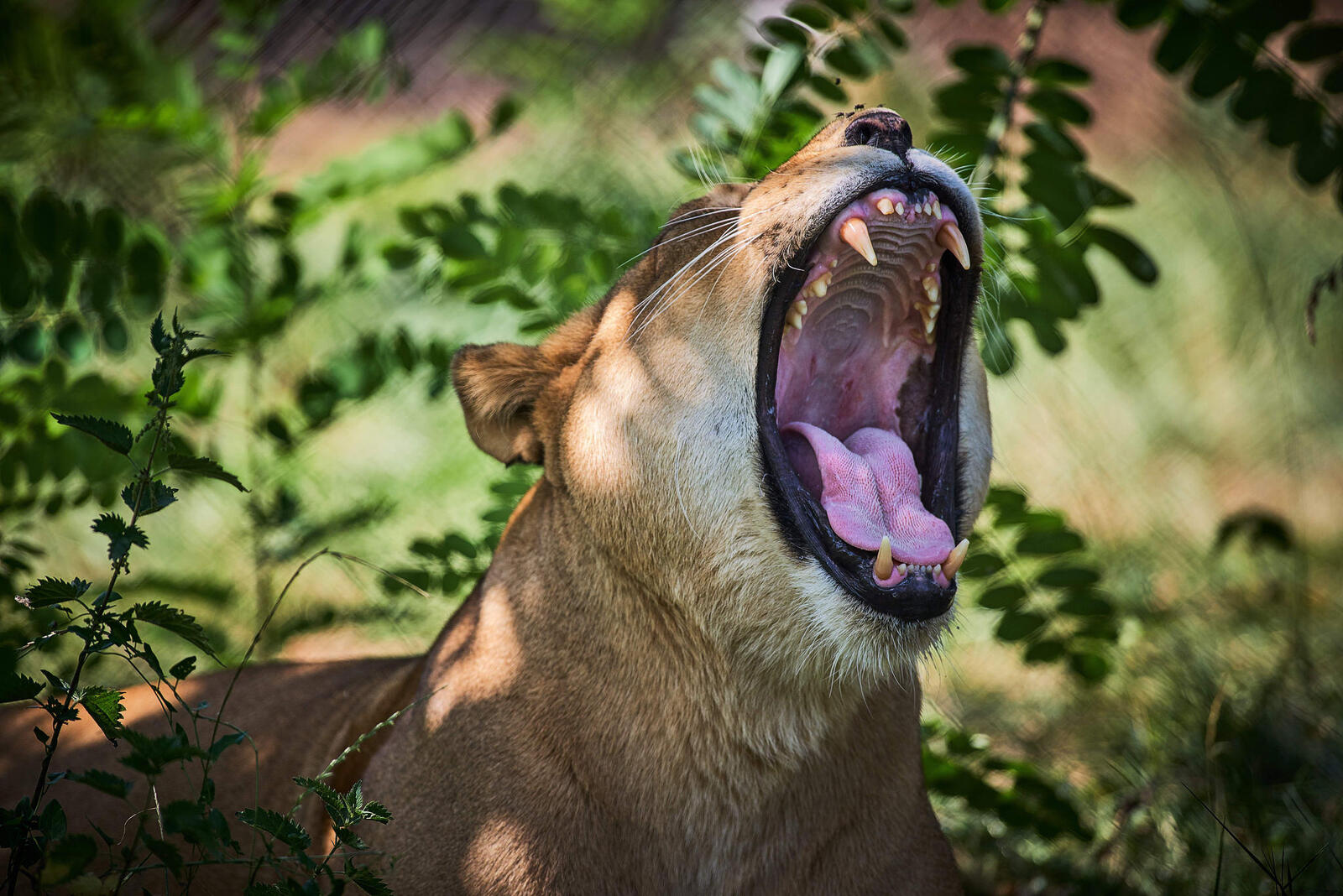Wallpapers lioness predator yawn on the desktop