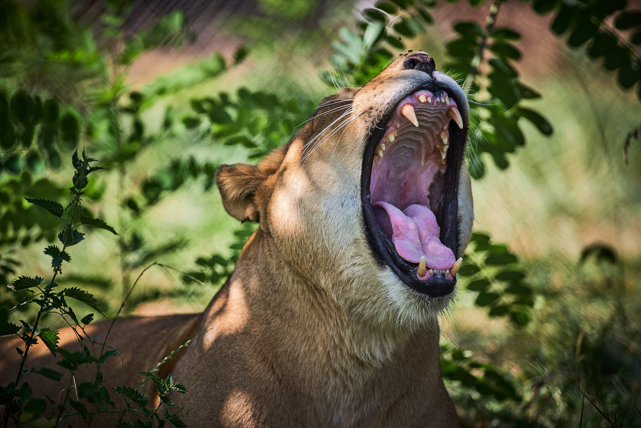 Фото бесплатно львица, хищник, зев