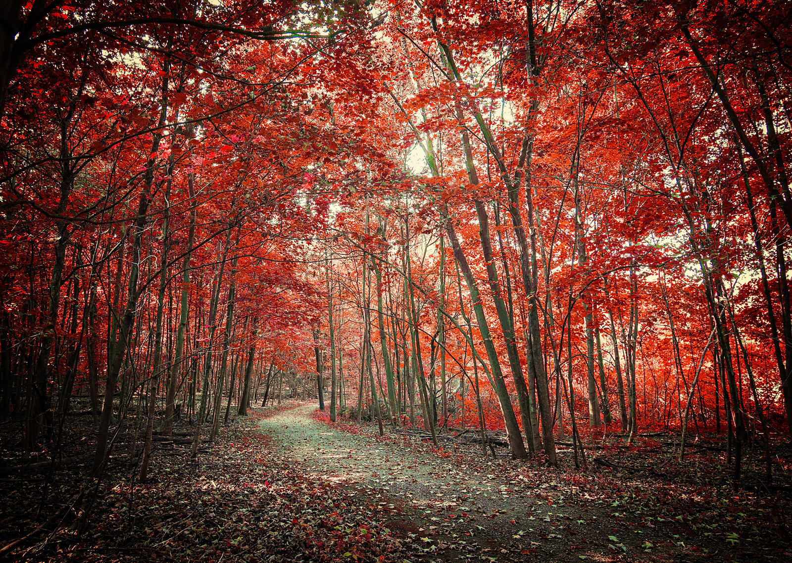Wallpapers autumn forest fallen leaves autumn leaves on the desktop