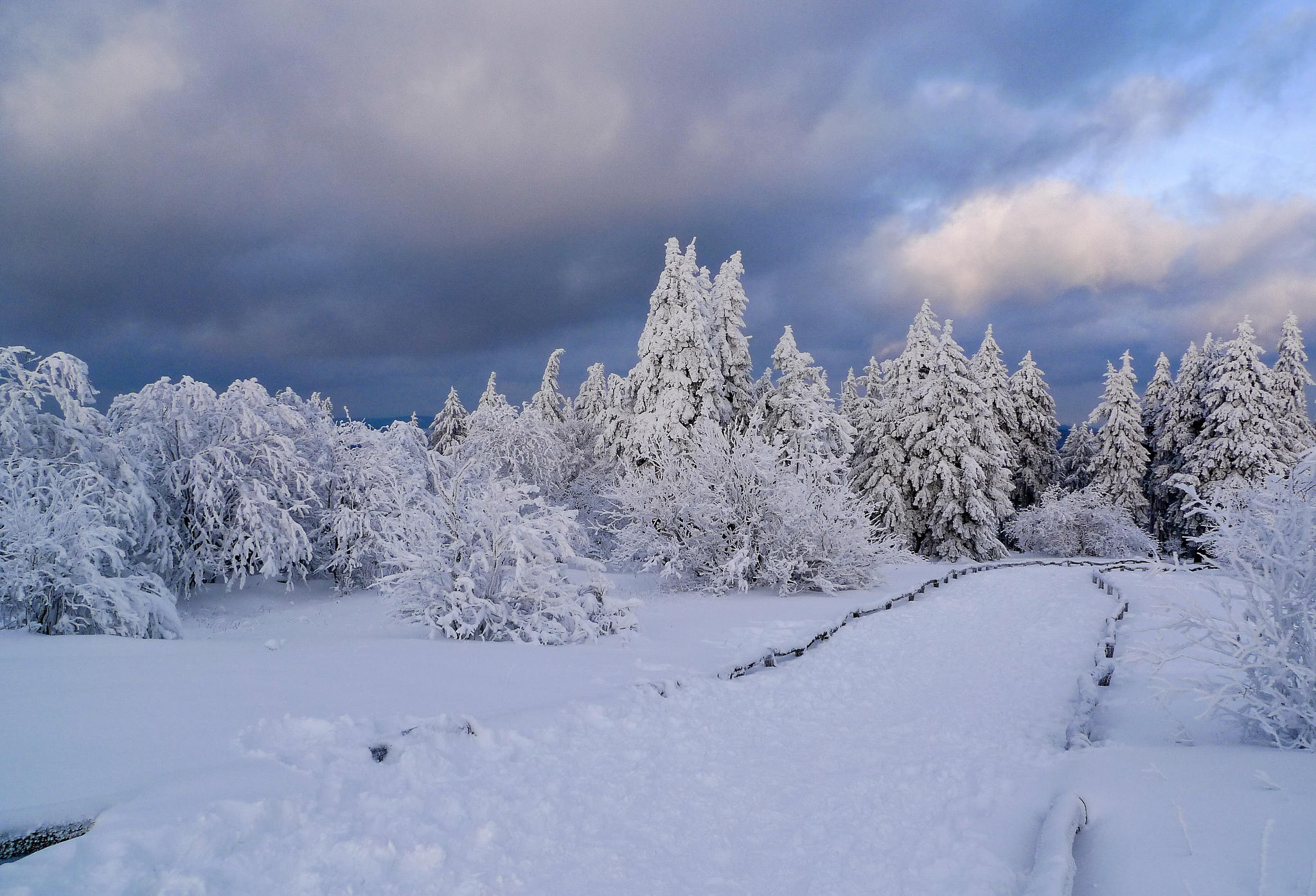 桌面上的壁纸冬季 地貌 雪中的树木