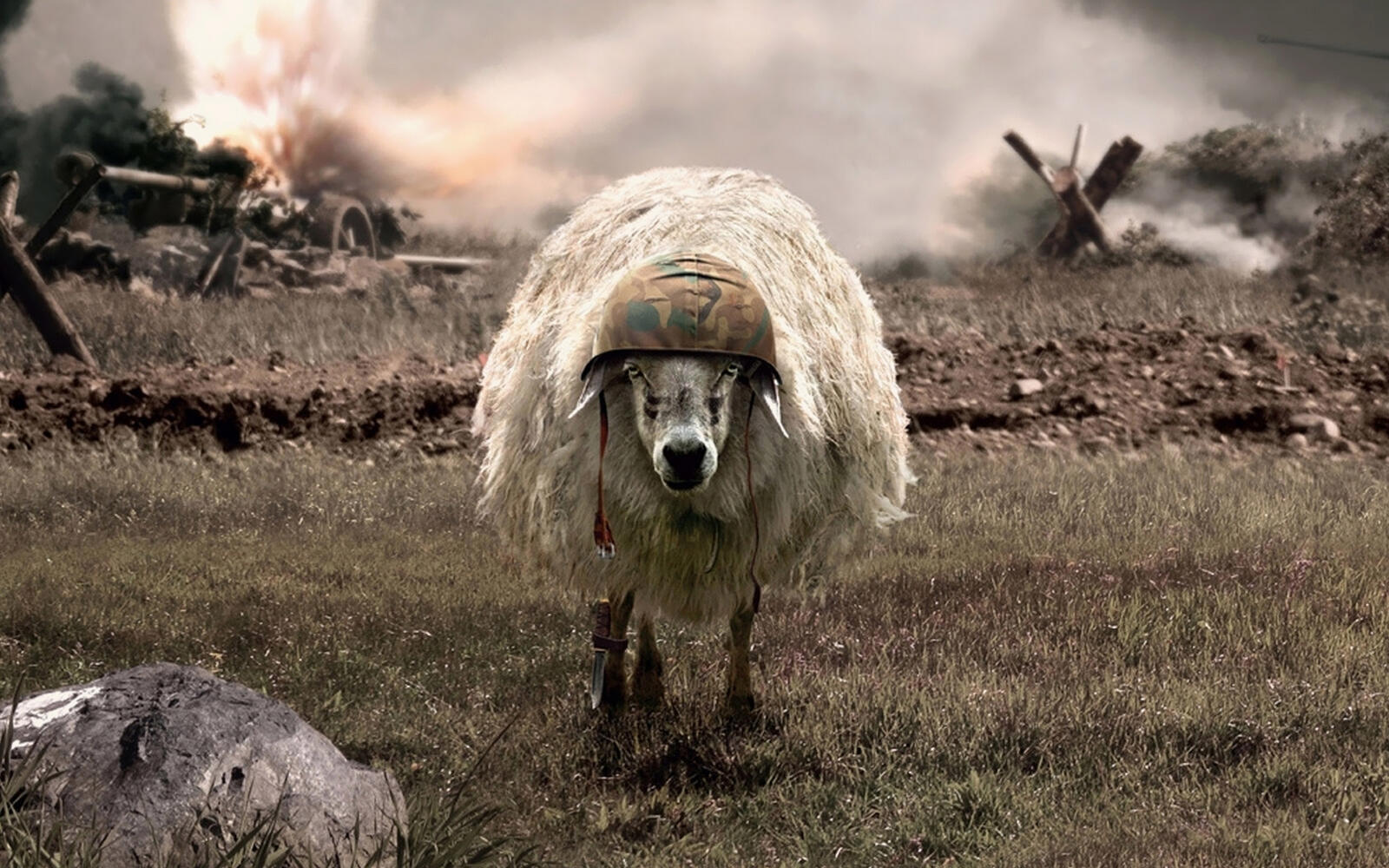 Wallpapers sheep helmet wool on the desktop