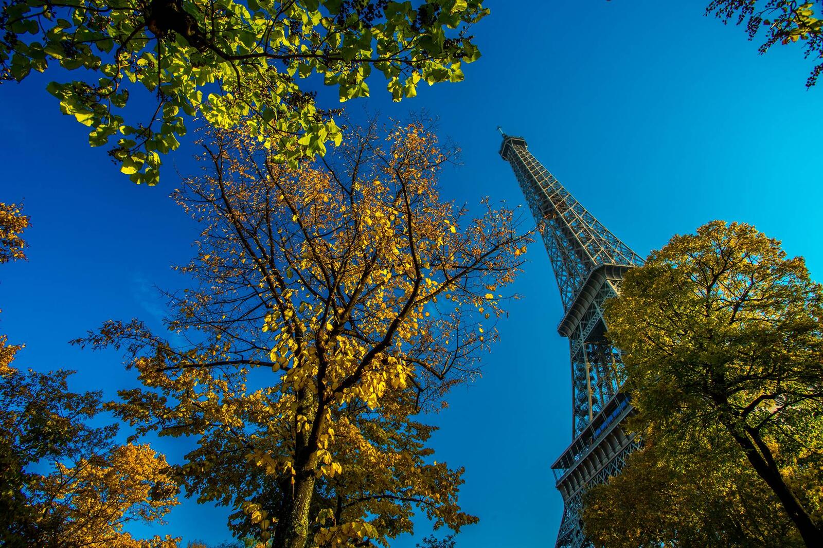 Обои деревья закат Париж на рабочий стол