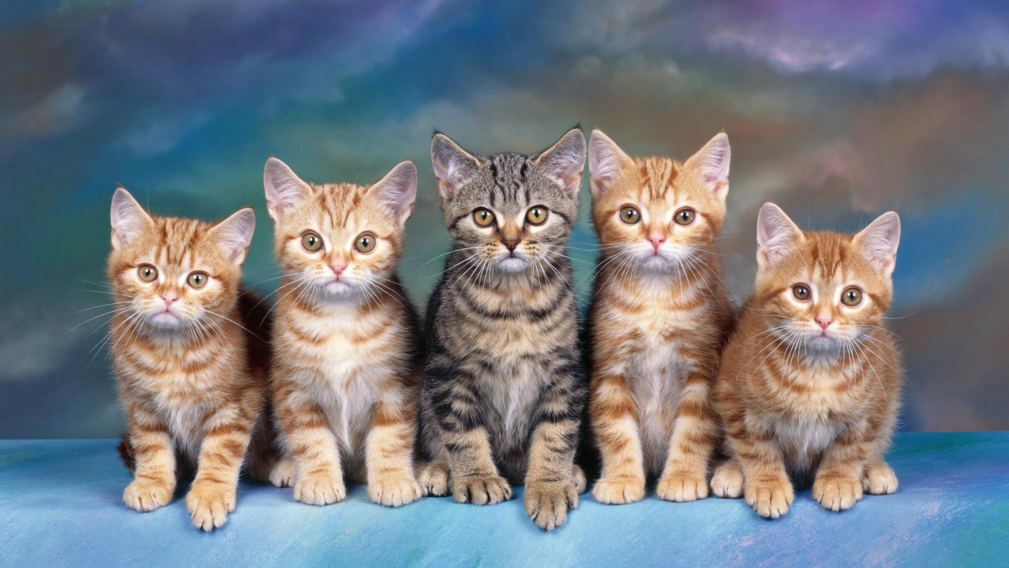 Wallpapers cats kittens animals on the desktop