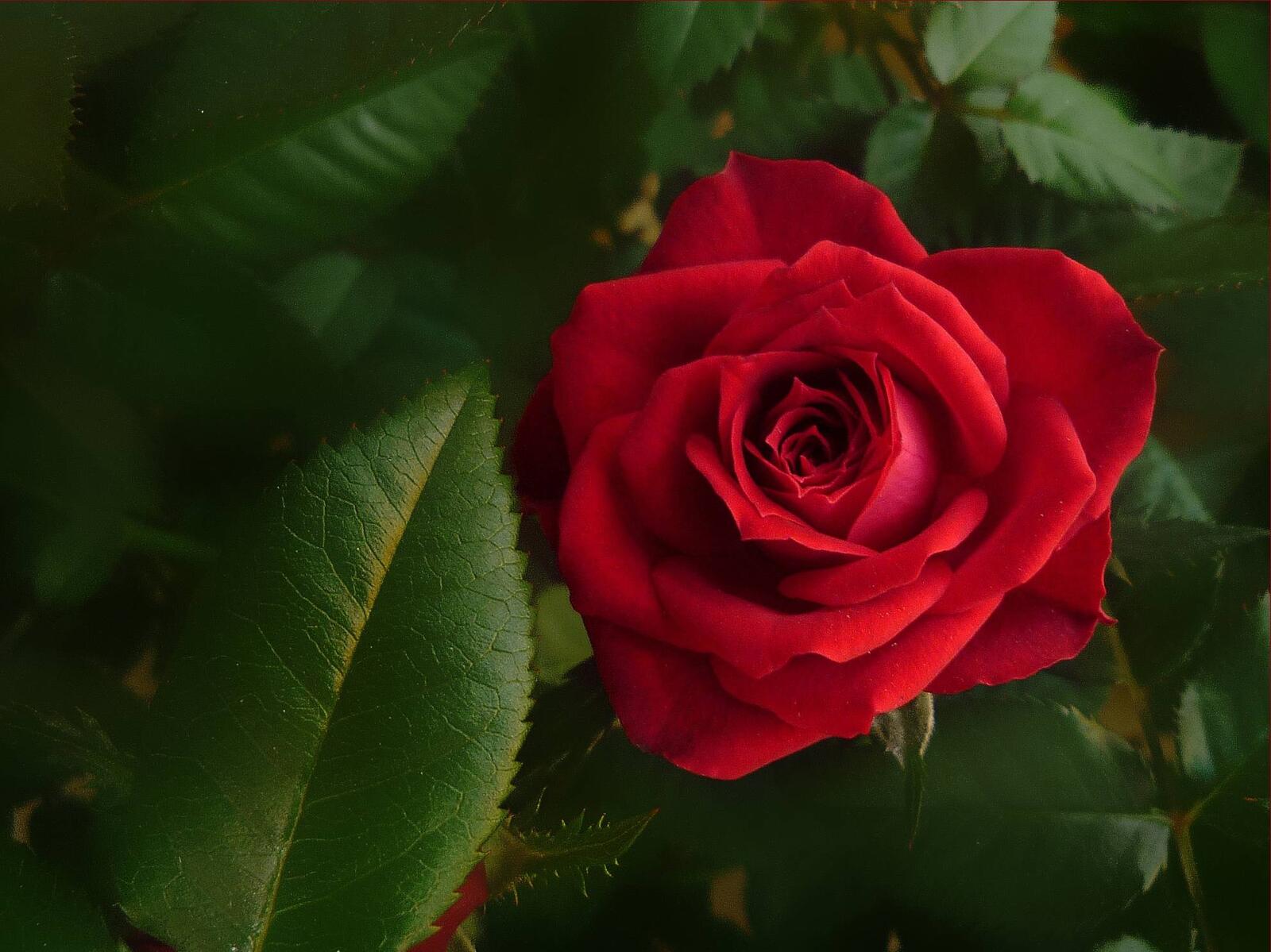 Обои роза красный бутон флора на рабочий стол