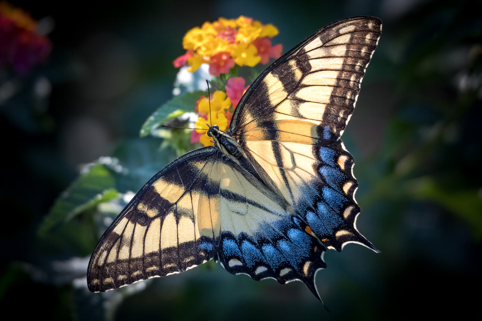 Обои крылья бабочки крупным планом цветы на рабочий стол