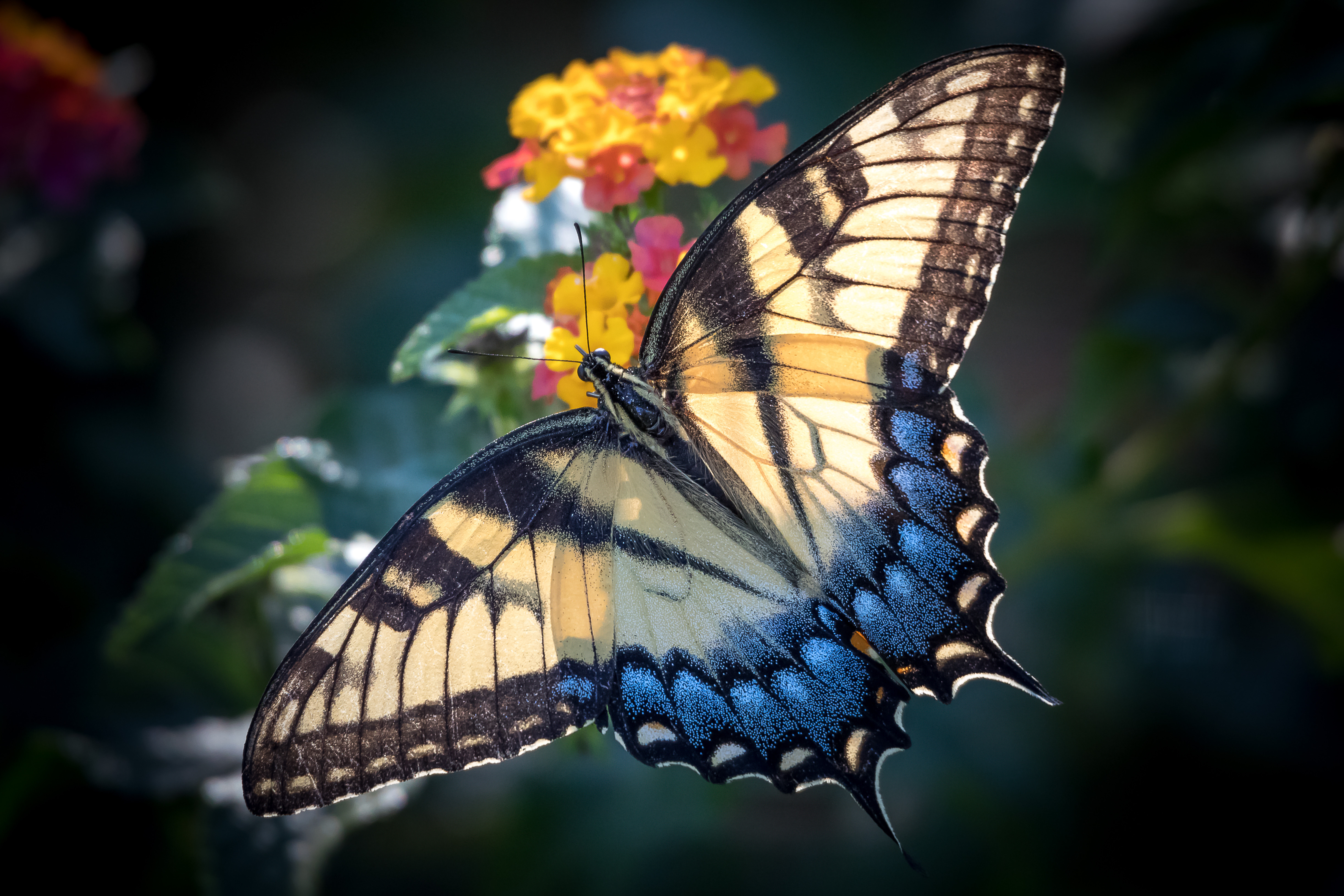 Фото бесплатно крылья бабочки, крупным планом, цветы