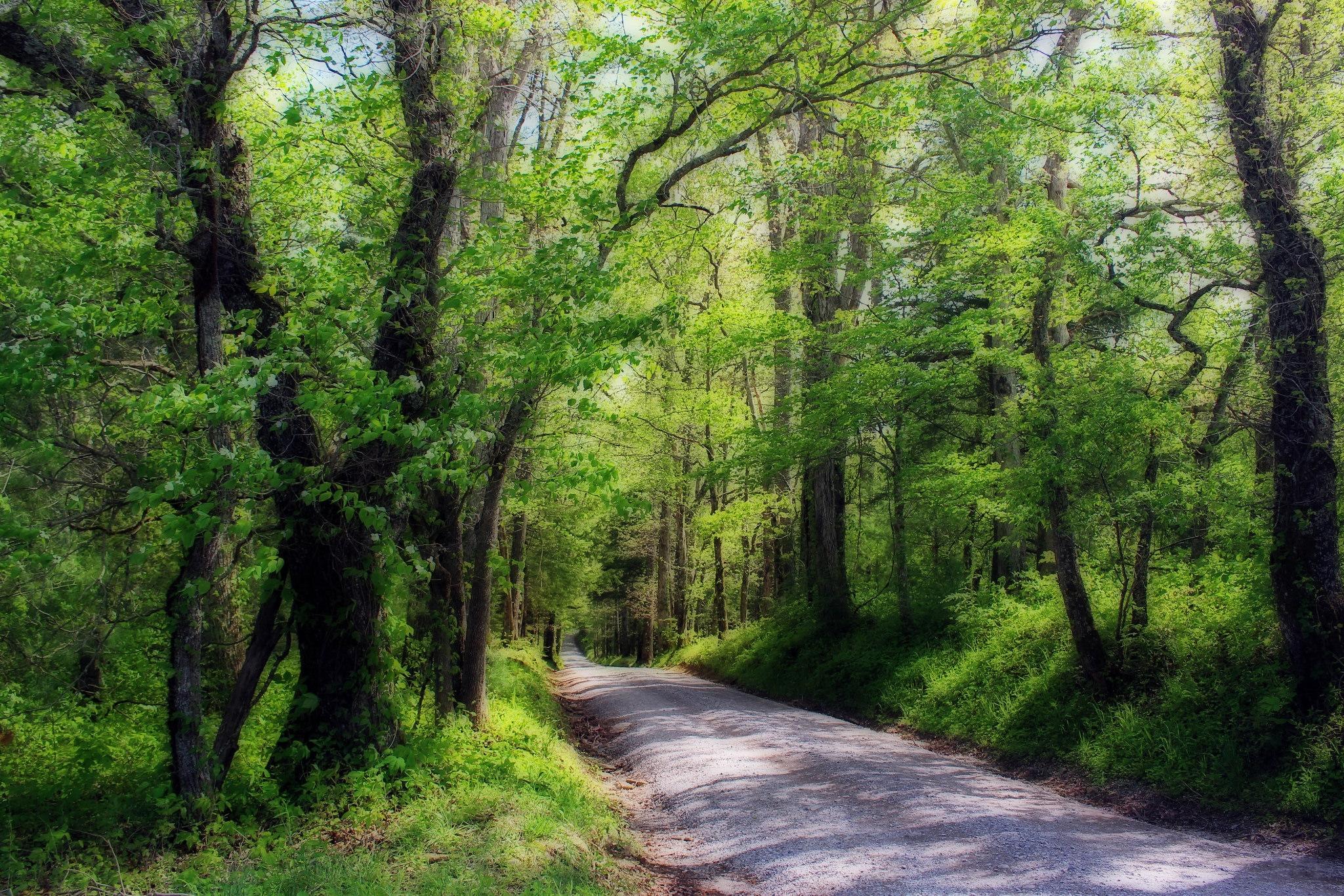 Фото пейзажи дорога в лесу пейзаж - бесплатные картинки на Fonwall