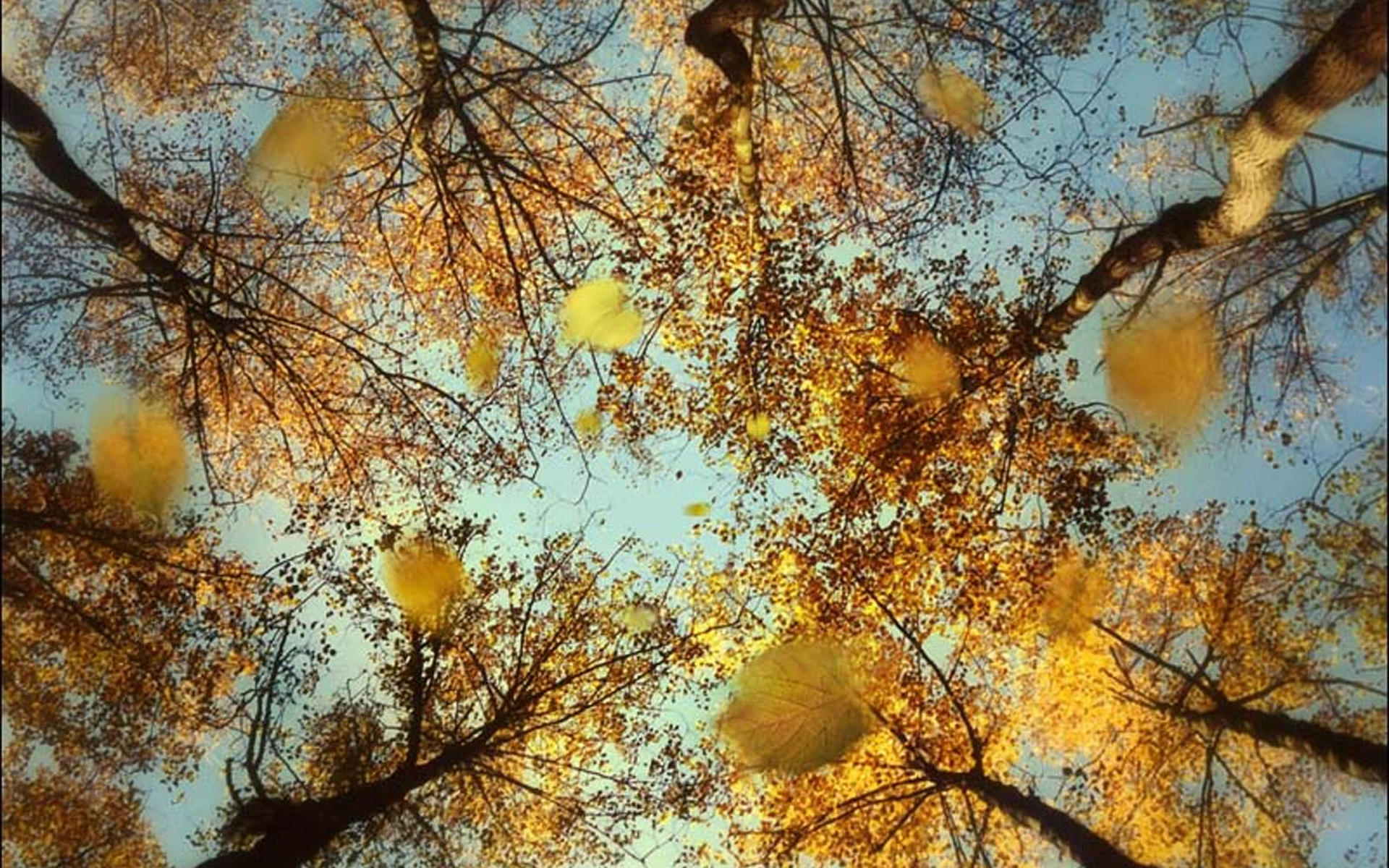 Сильный ветер загудел в вышине деревья забушевали. Осень. Осень листопад. Осень ветер. Ветер в осеннем лесу.