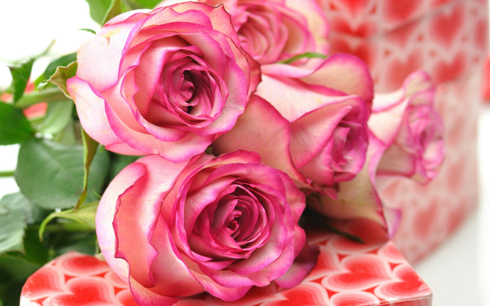 Обои красивые розы белые красная окантовка лепестков на рабочий стол