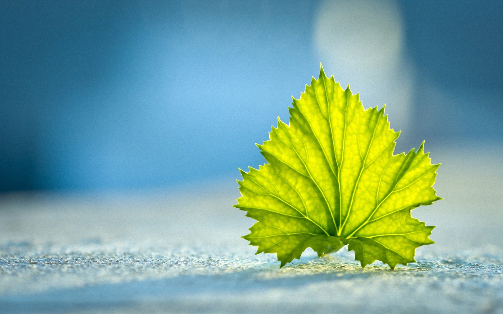 Wallpapers surface leaf green on the desktop
