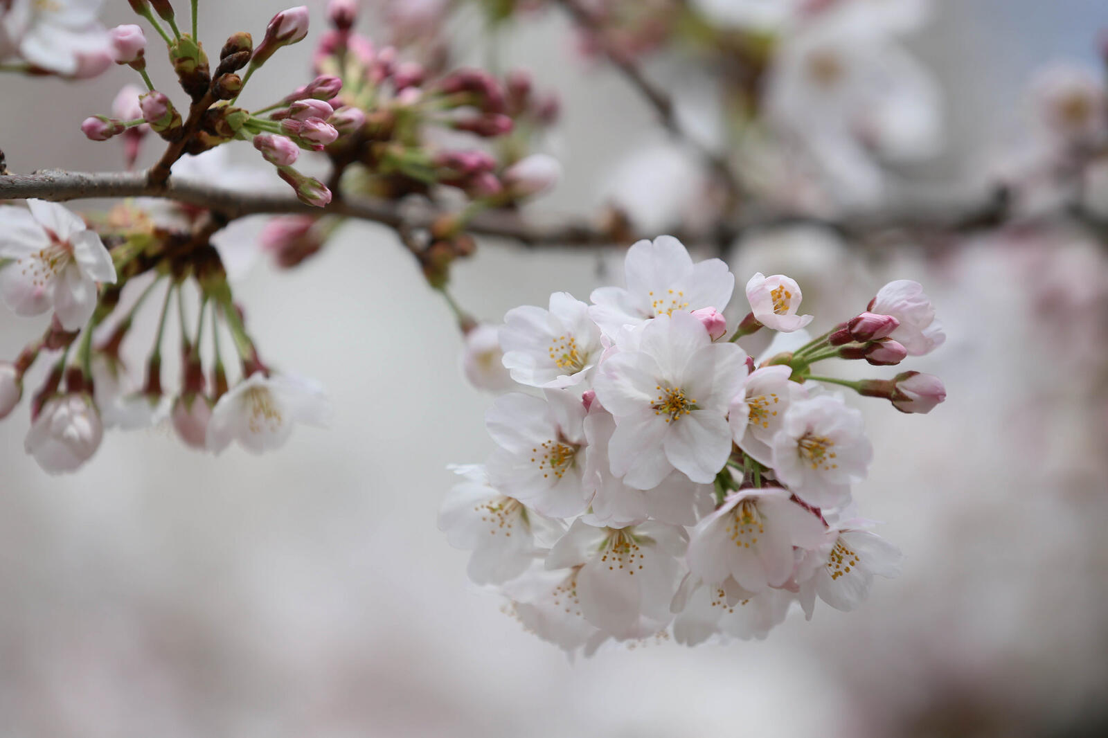 Обои весна цветущая вишня цветы на рабочий стол