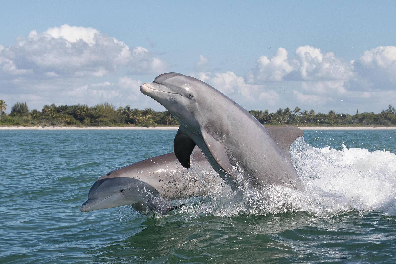 Обои море волны дельфины на рабочий стол