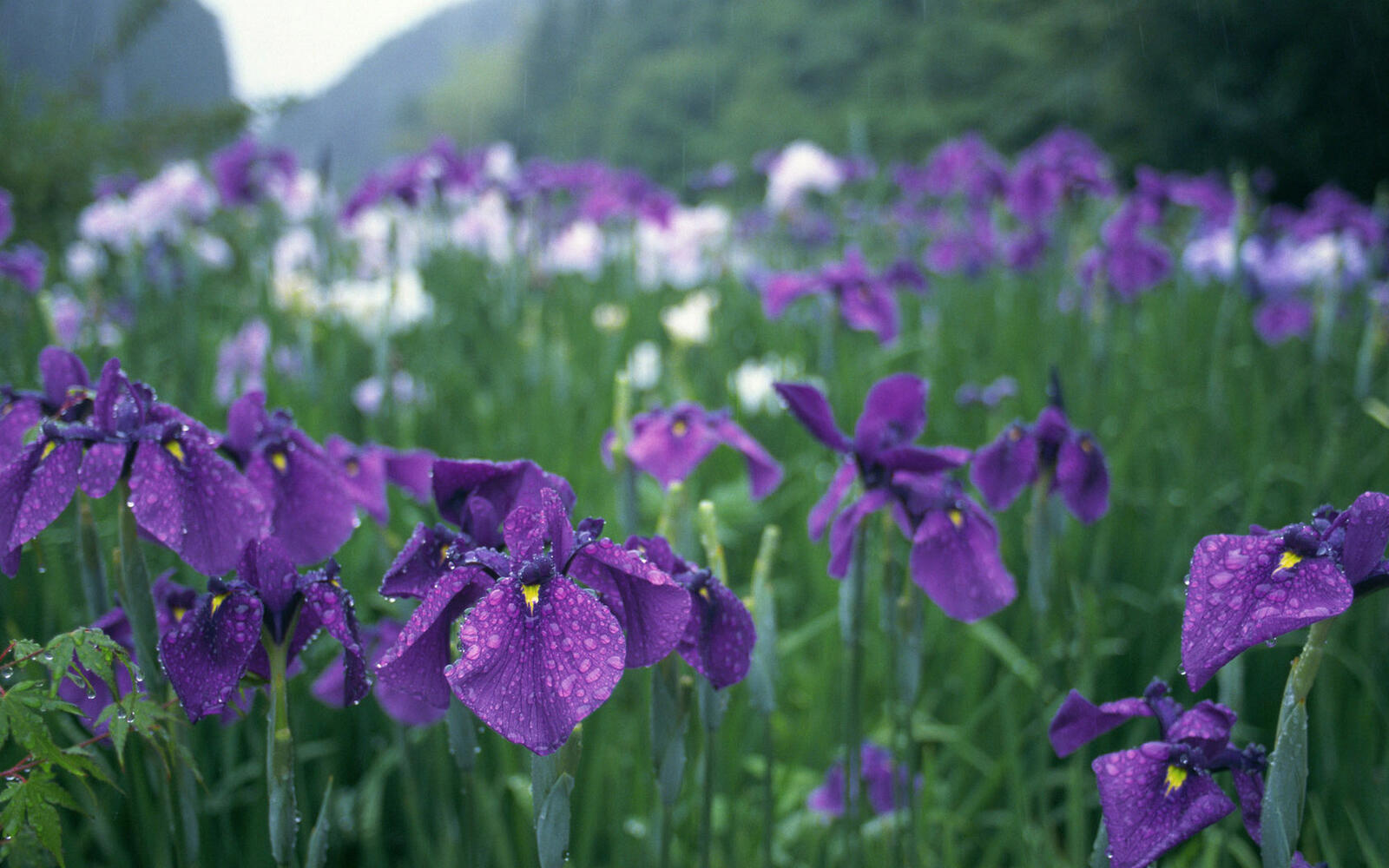 Wallpapers field irises petals on the desktop