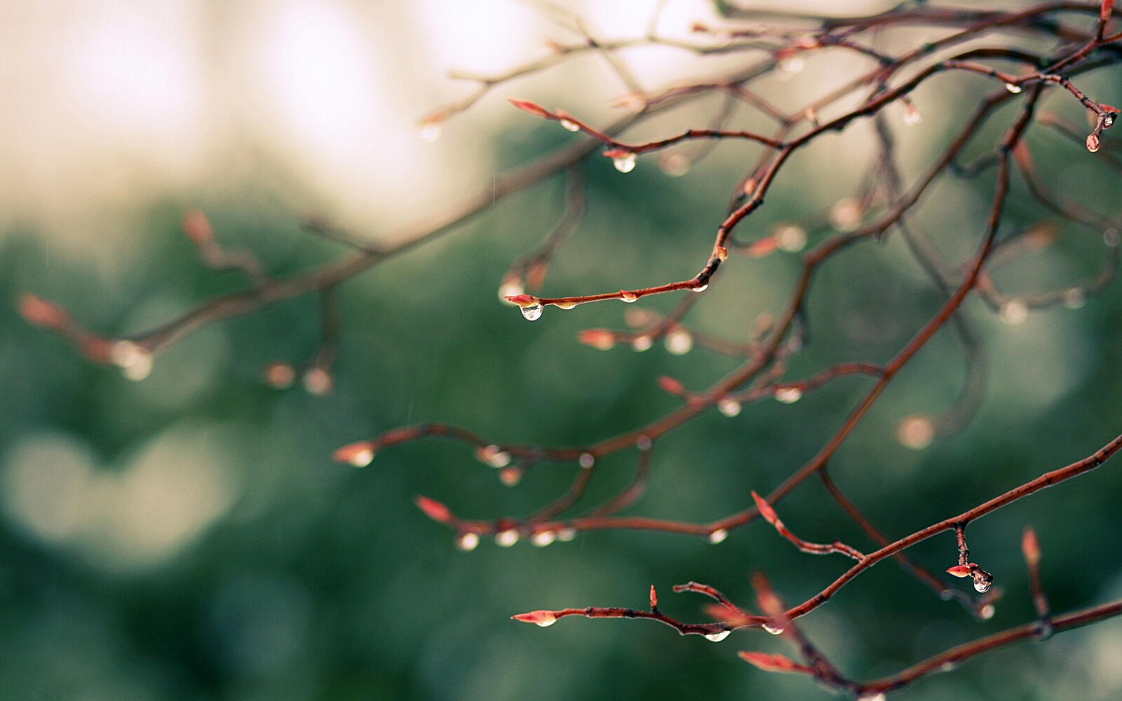 Wallpapers branches drops rain on the desktop