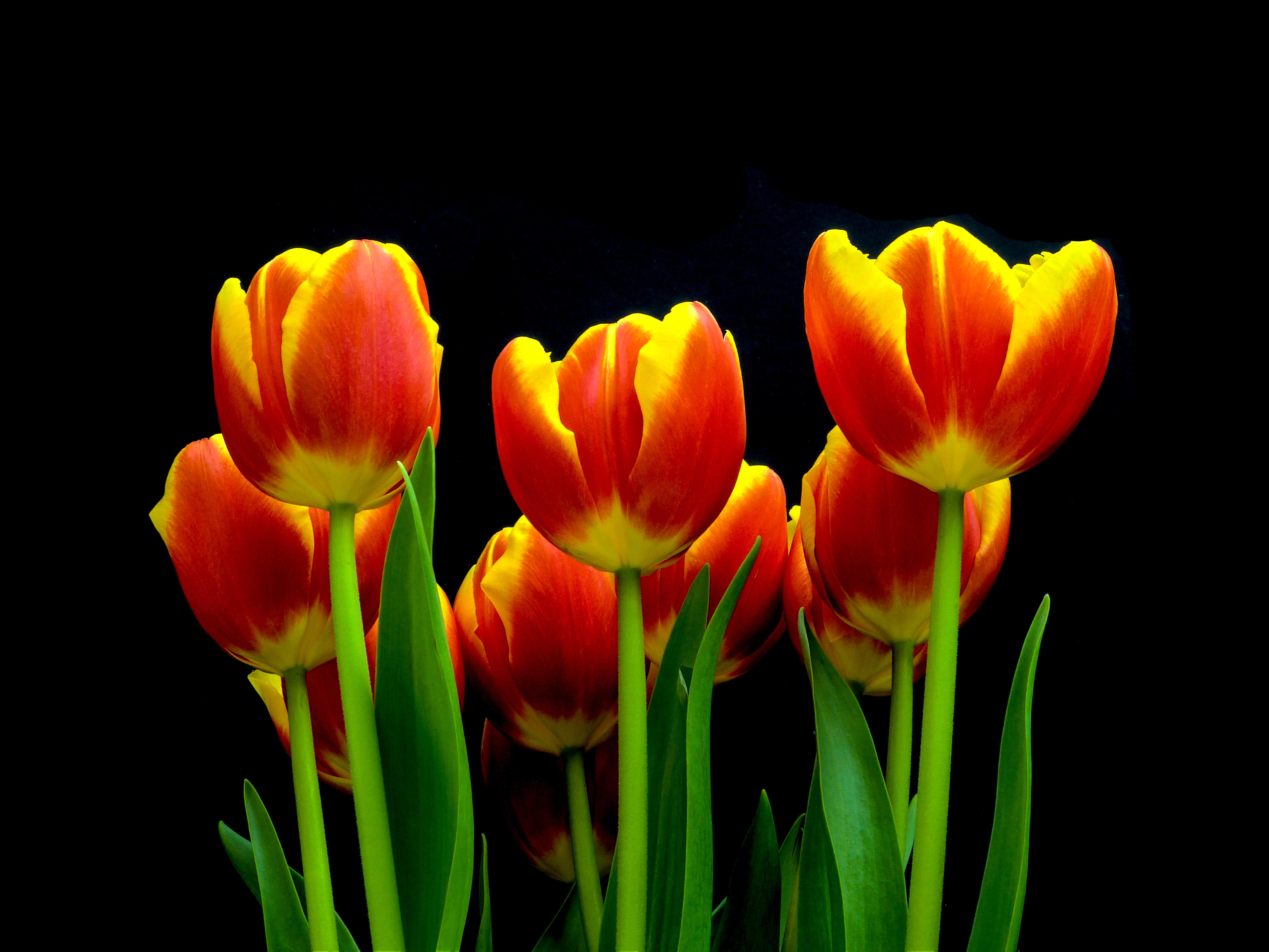 Фото бесплатно тюльпаны, бутоны, красные тюльпаны