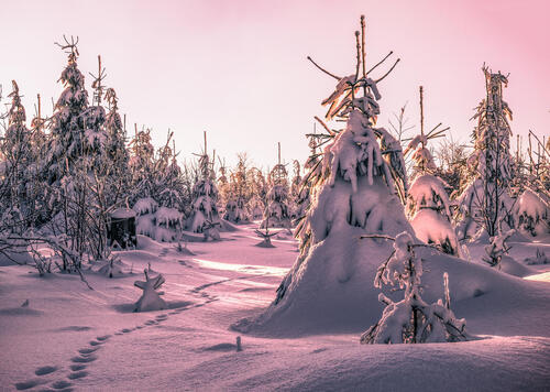 Деревья засыпанные снегом
