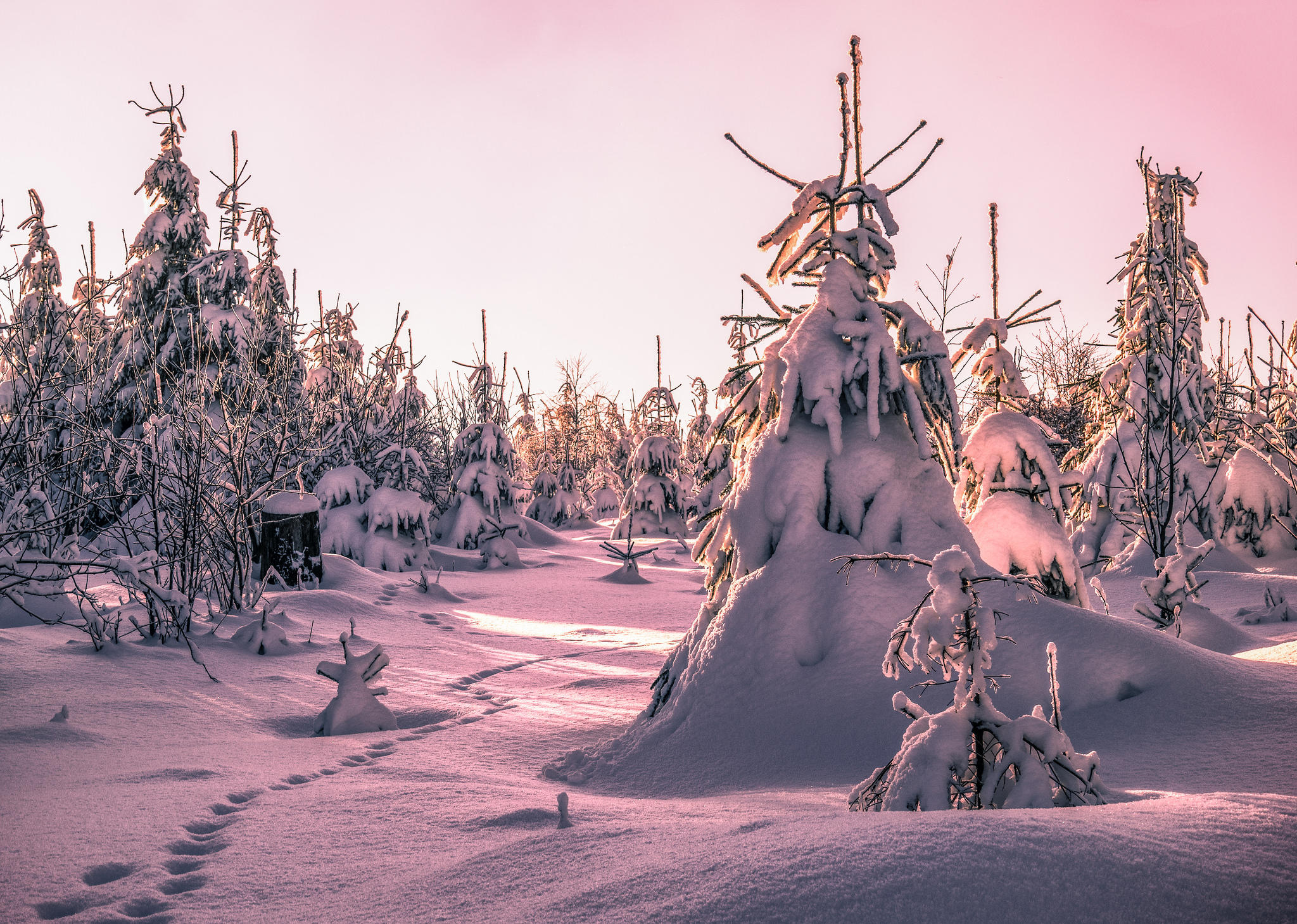 Бесплатное фото Деревья засыпанные снегом