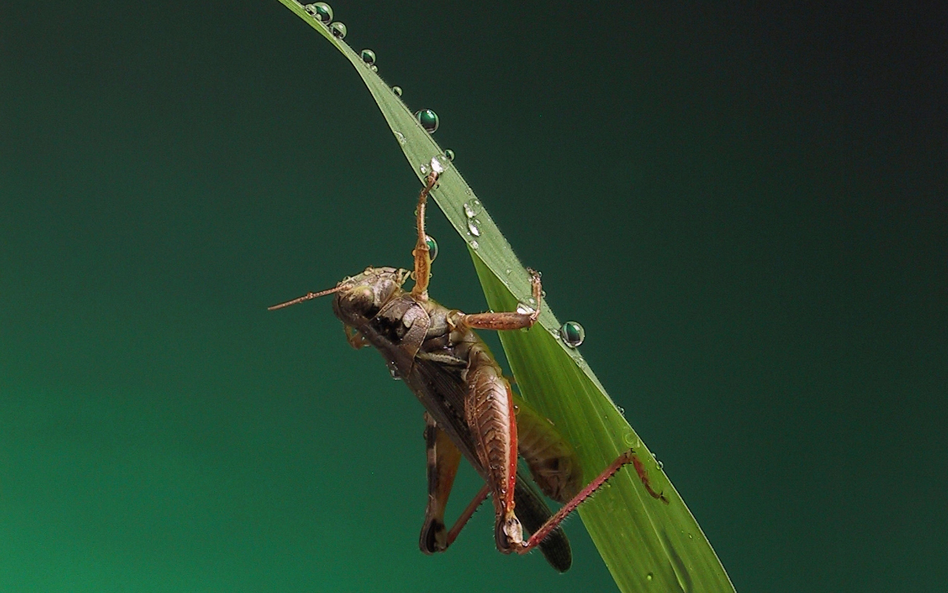 Wallpapers grasshopper paws grass on the desktop