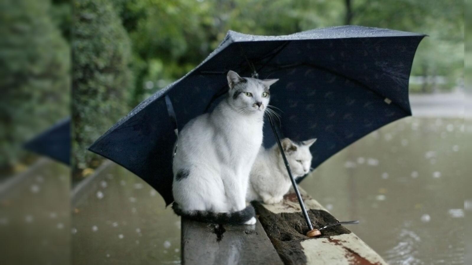 Обои бревна кошки зонтик на рабочий стол