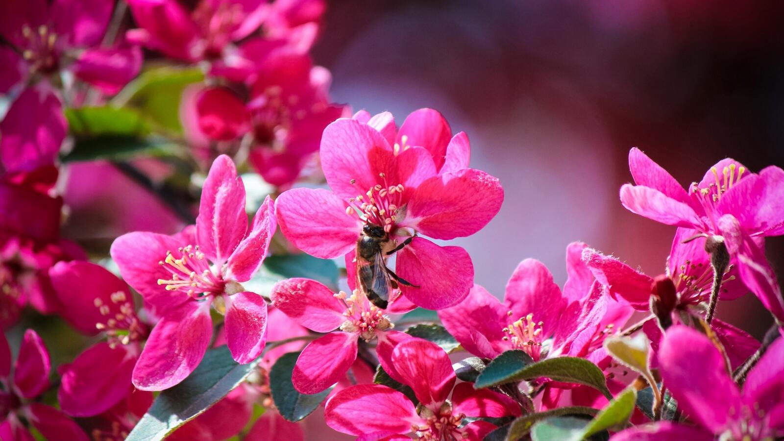 Обои цветы тычинки розовая на рабочий стол