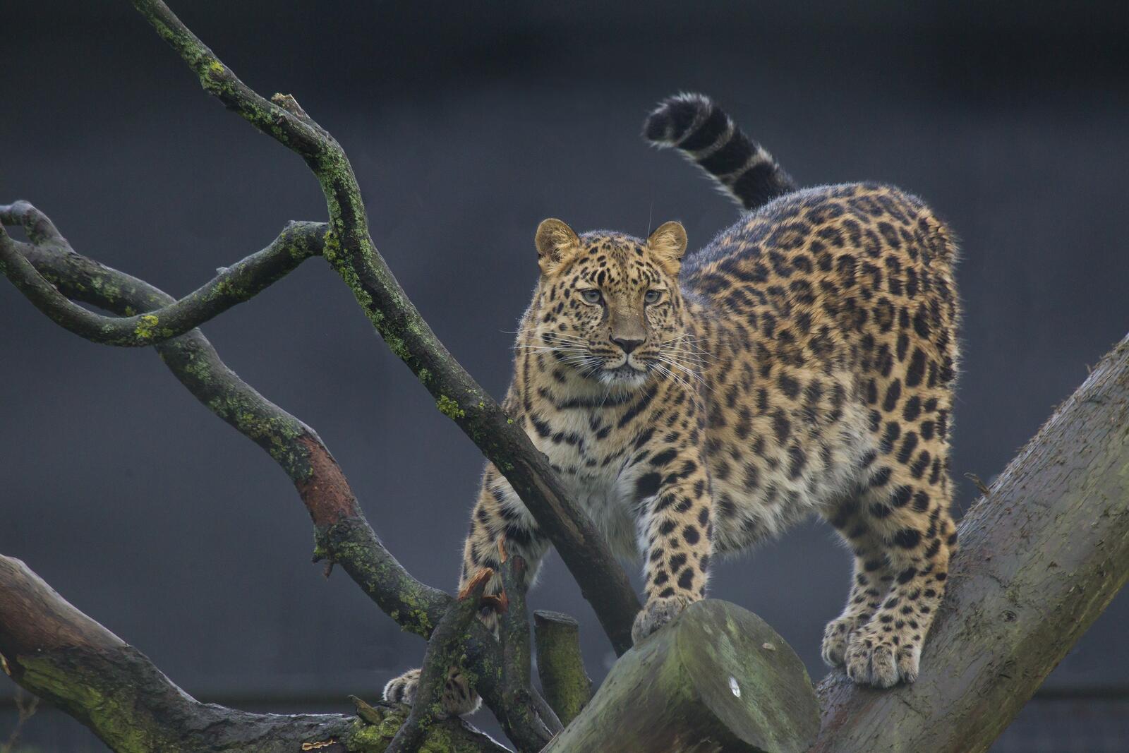 Wallpapers Leopard the kind of predatory mammals of the cat family the animal on the desktop