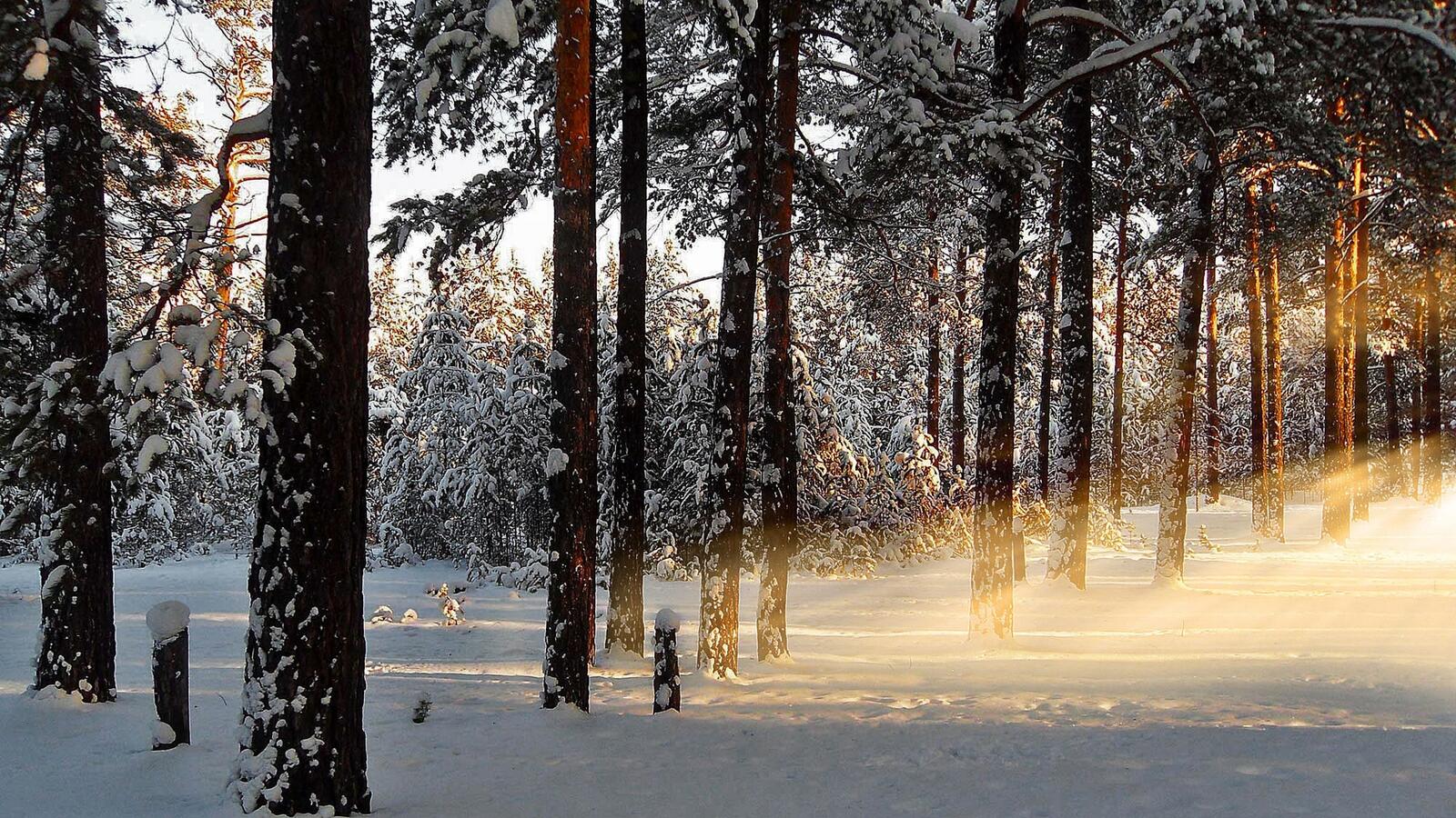 Wallpapers forest pines winter on the desktop