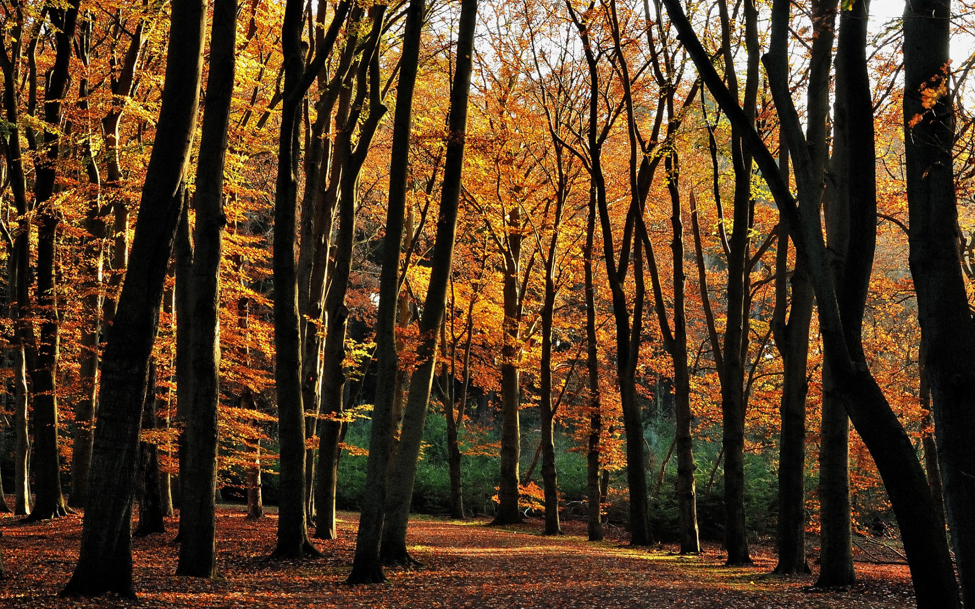 Wallpapers autumn path park trees on the desktop