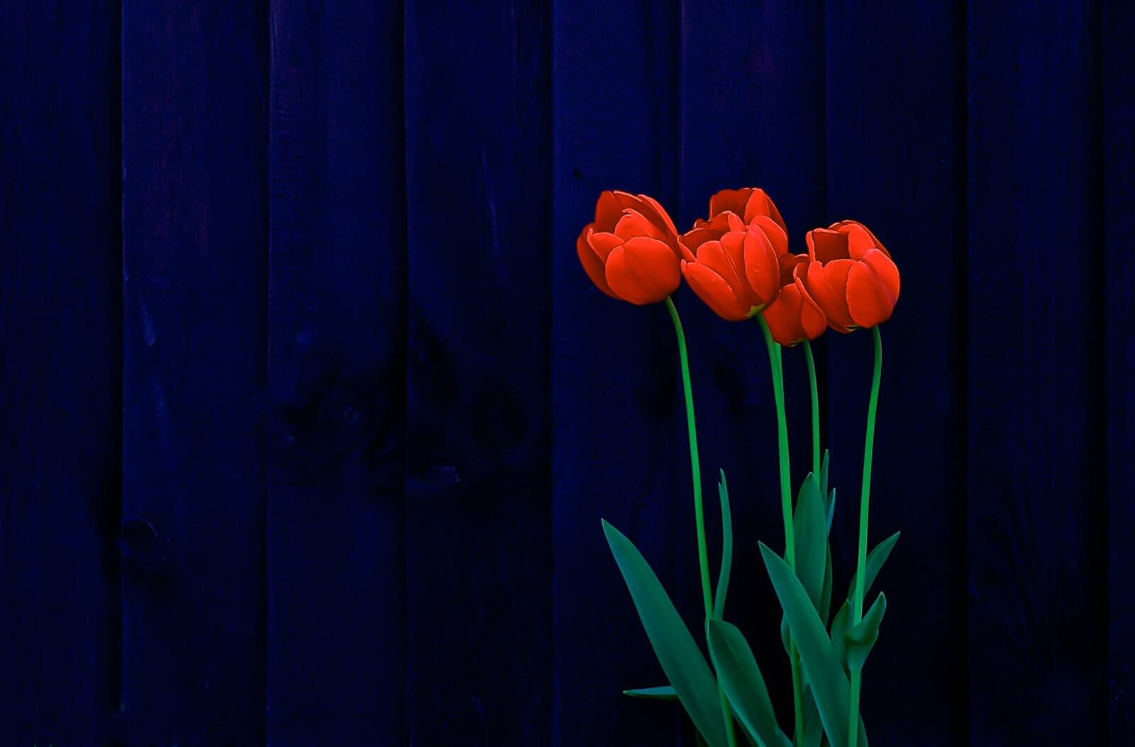 Wallpapers tulips flowers flora on the desktop