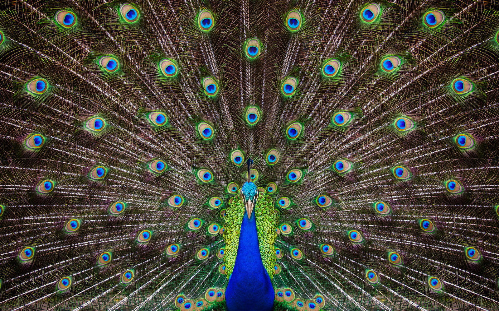 Wallpapers peacock beak tail on the desktop