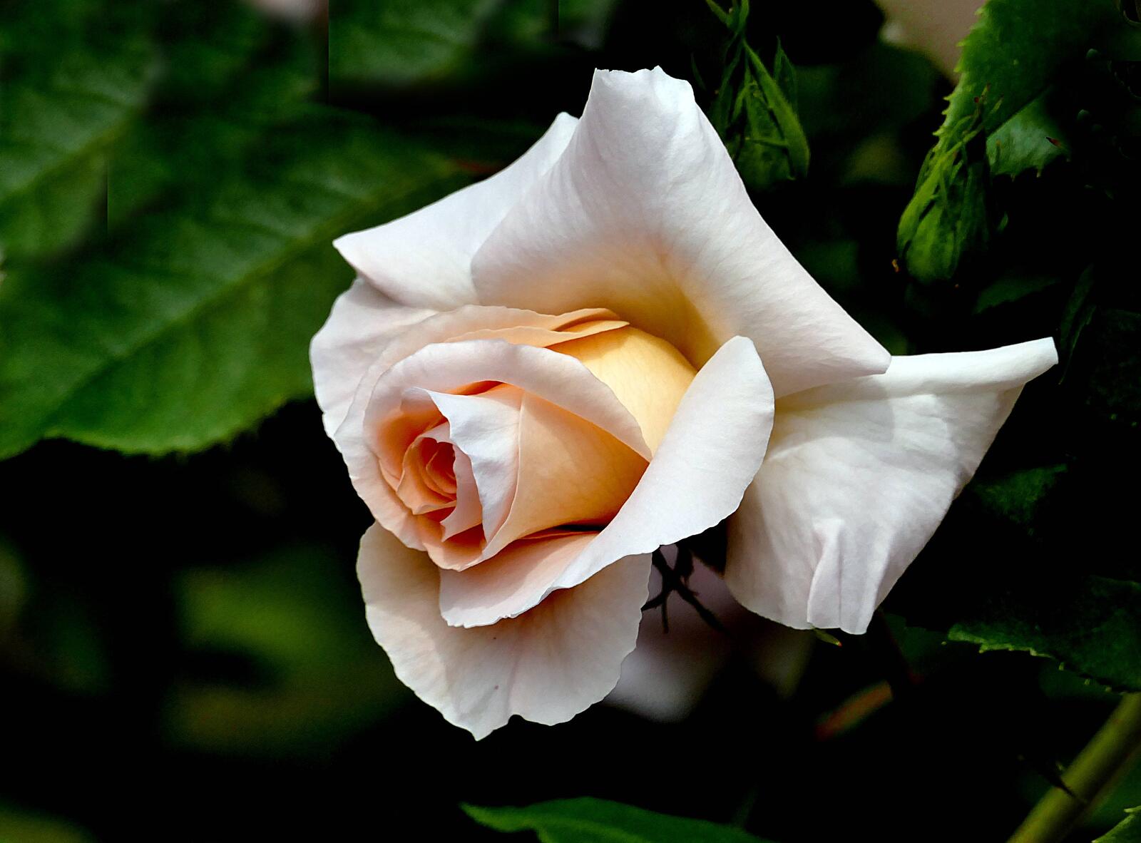 桌面上的壁纸鲜花 孤芳 白玫瑰